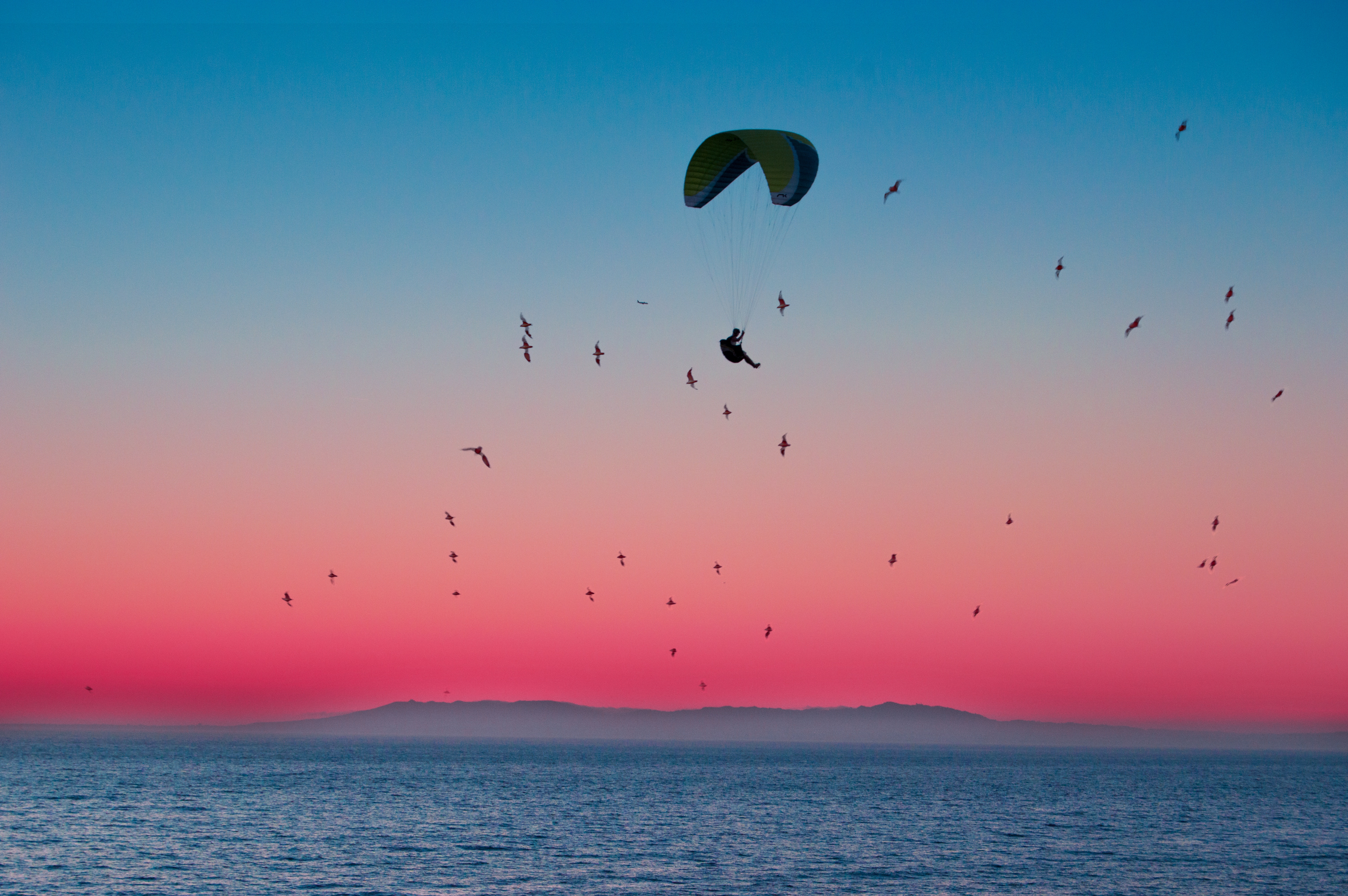 parachute, sports, horizon, birds, sea, flight, paragliding, paraglider