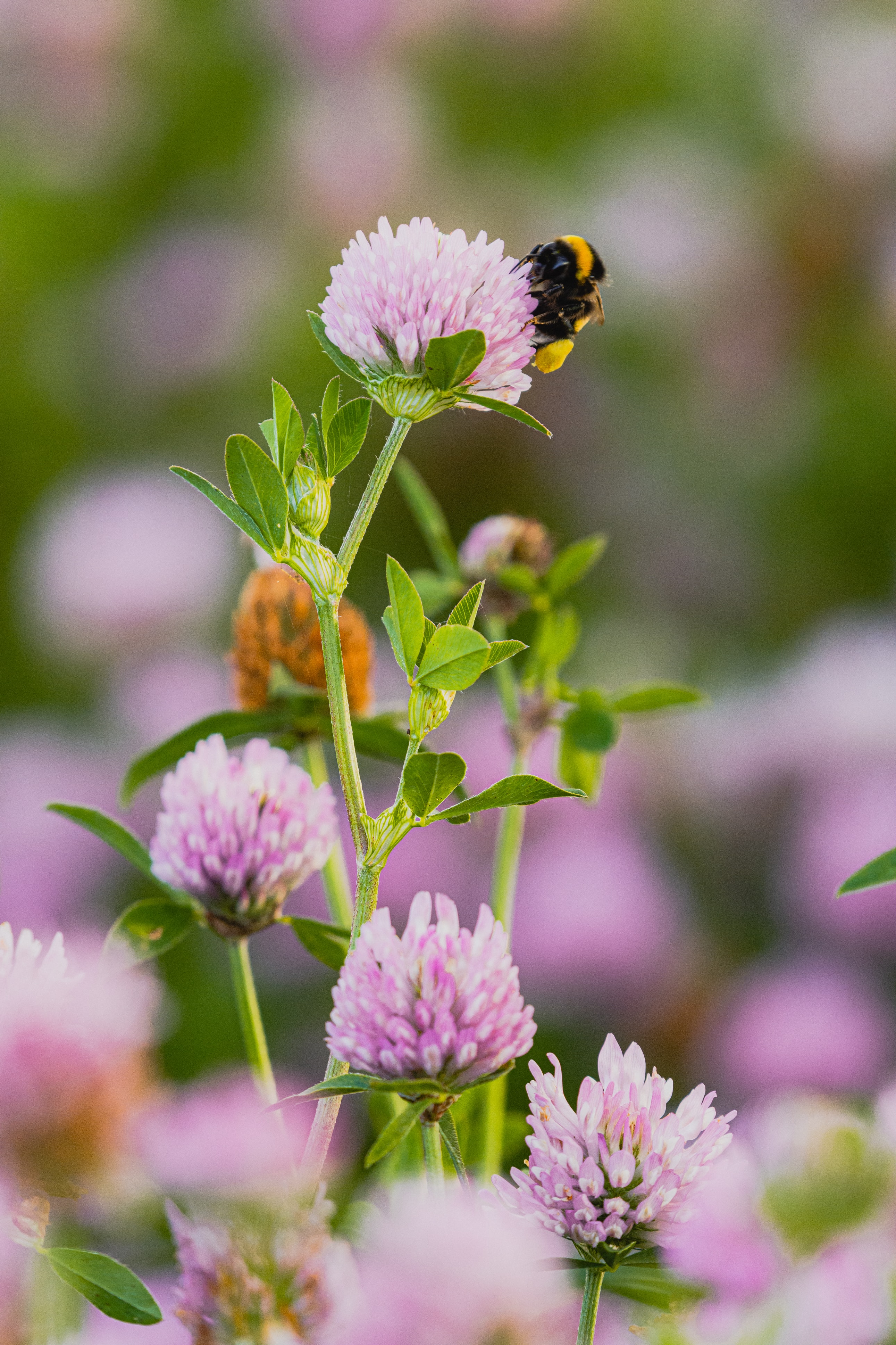 Download mobile wallpaper Bumblebee, Macro, Flower, Clover, Flowers for free.