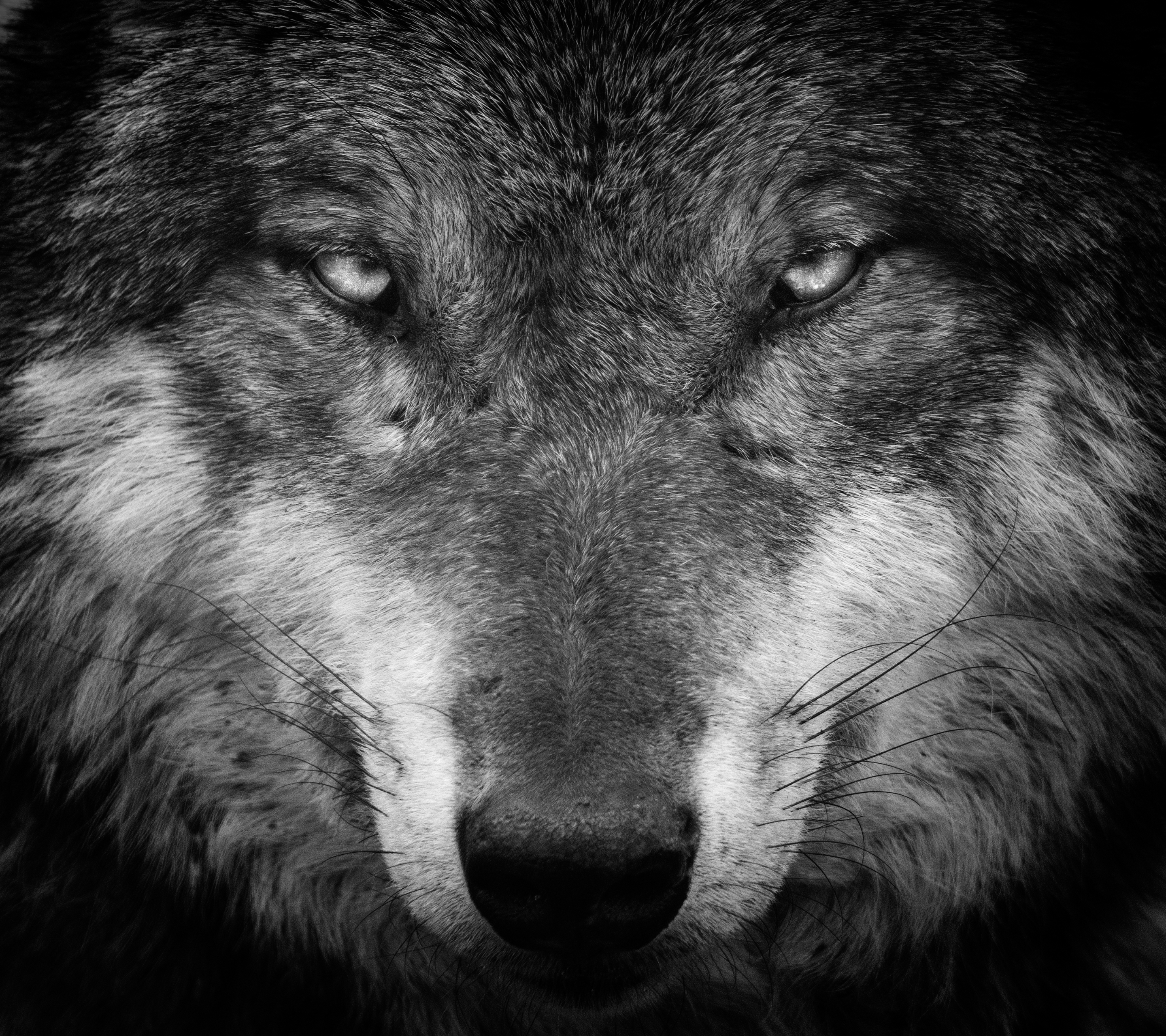 волк черно белое фото