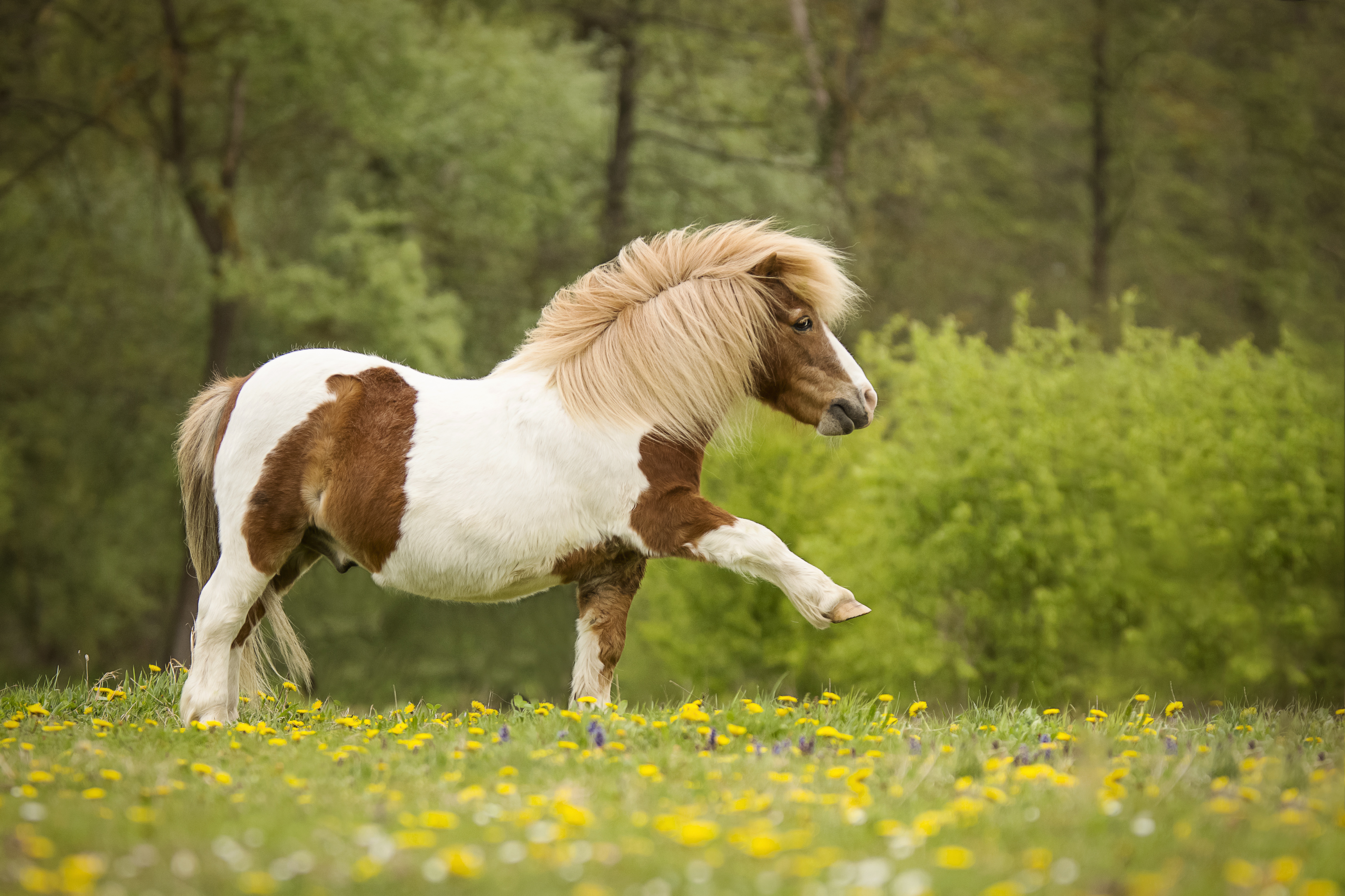 927385 descargar fondo de pantalla animales, caballo, poni: protectores de pantalla e imágenes gratis