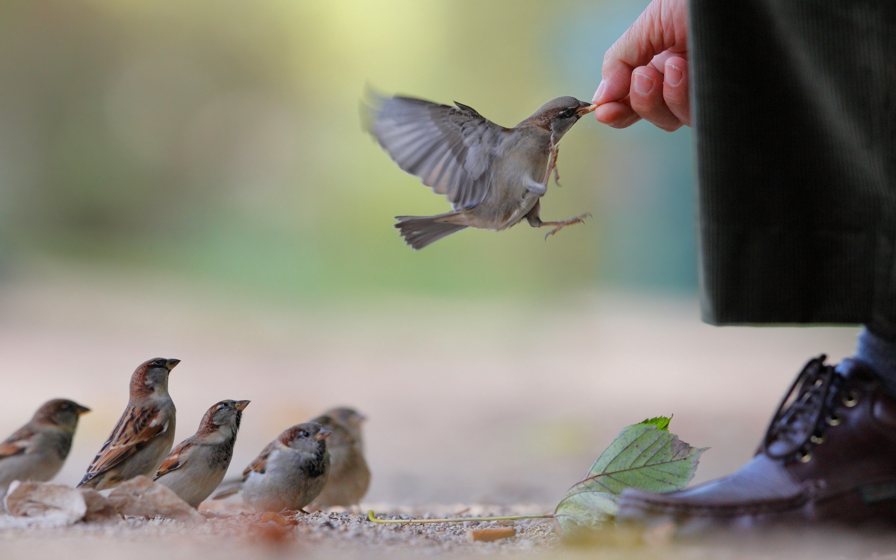 animals, food, sparrow, flock mobile wallpaper