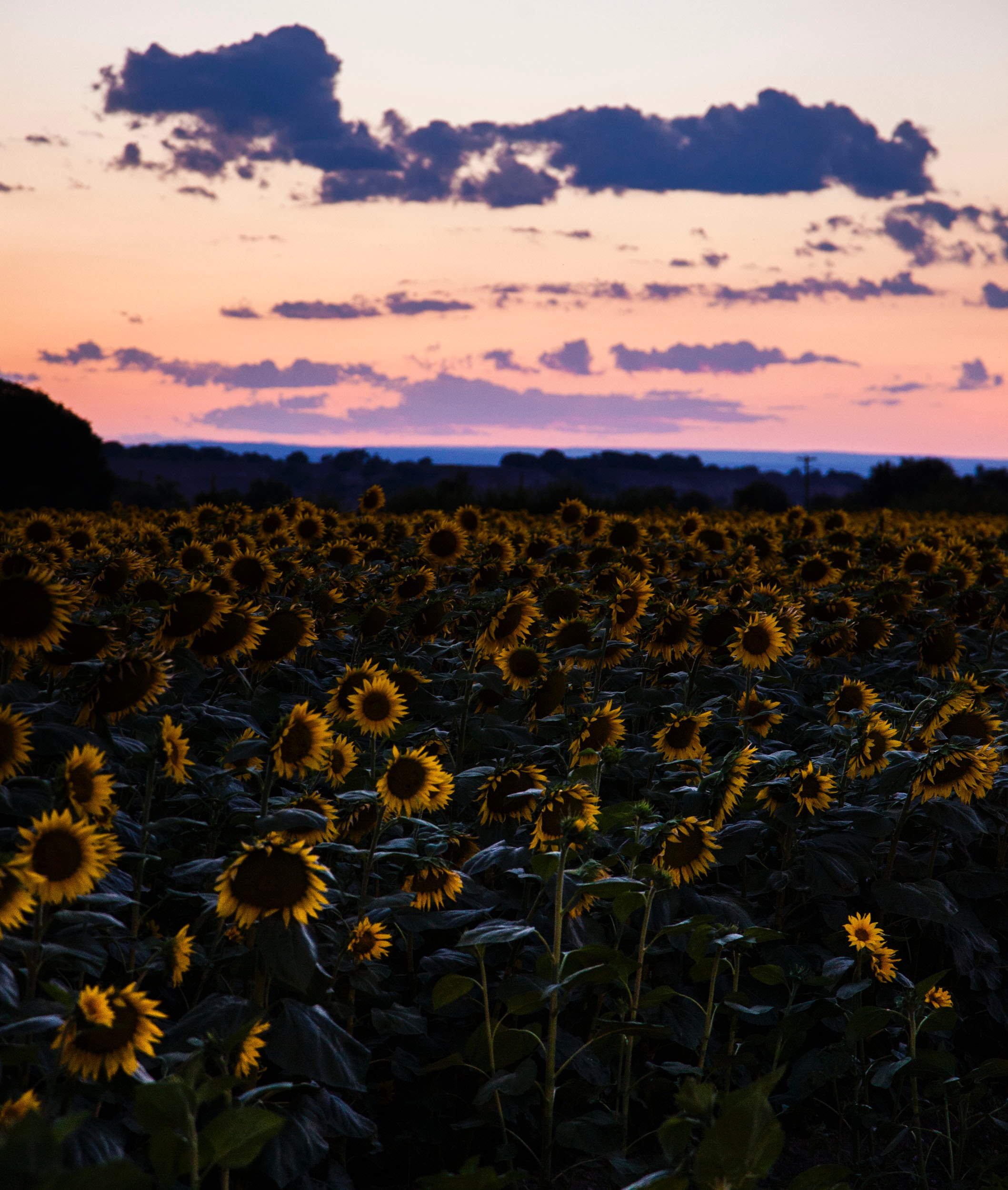 Download mobile wallpaper Field, Sky, Sunflowers, Sunset, Miscellanea, Miscellaneous for free.