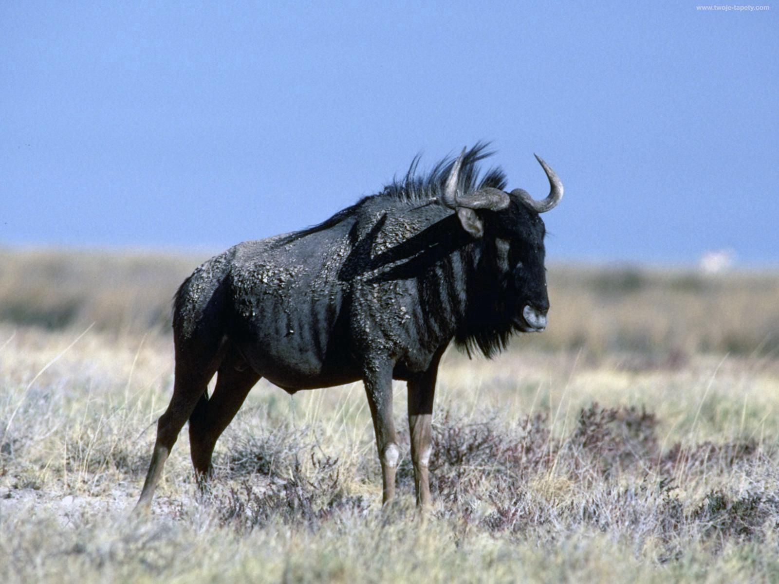 Download mobile wallpaper Wildebeest, Antelope Wildebeest, Grass, Animals, Horns for free.