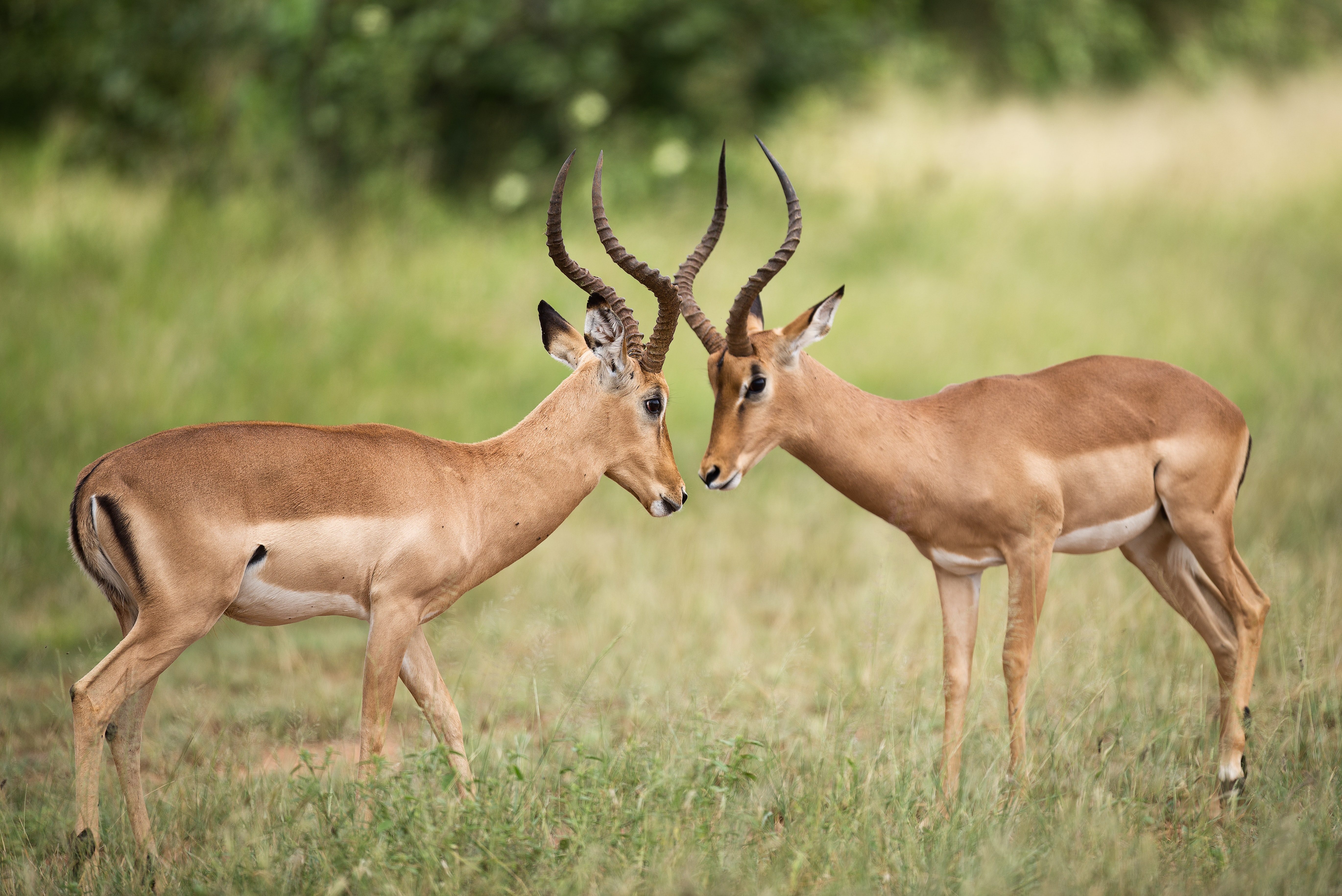 animal, impala HD wallpaper