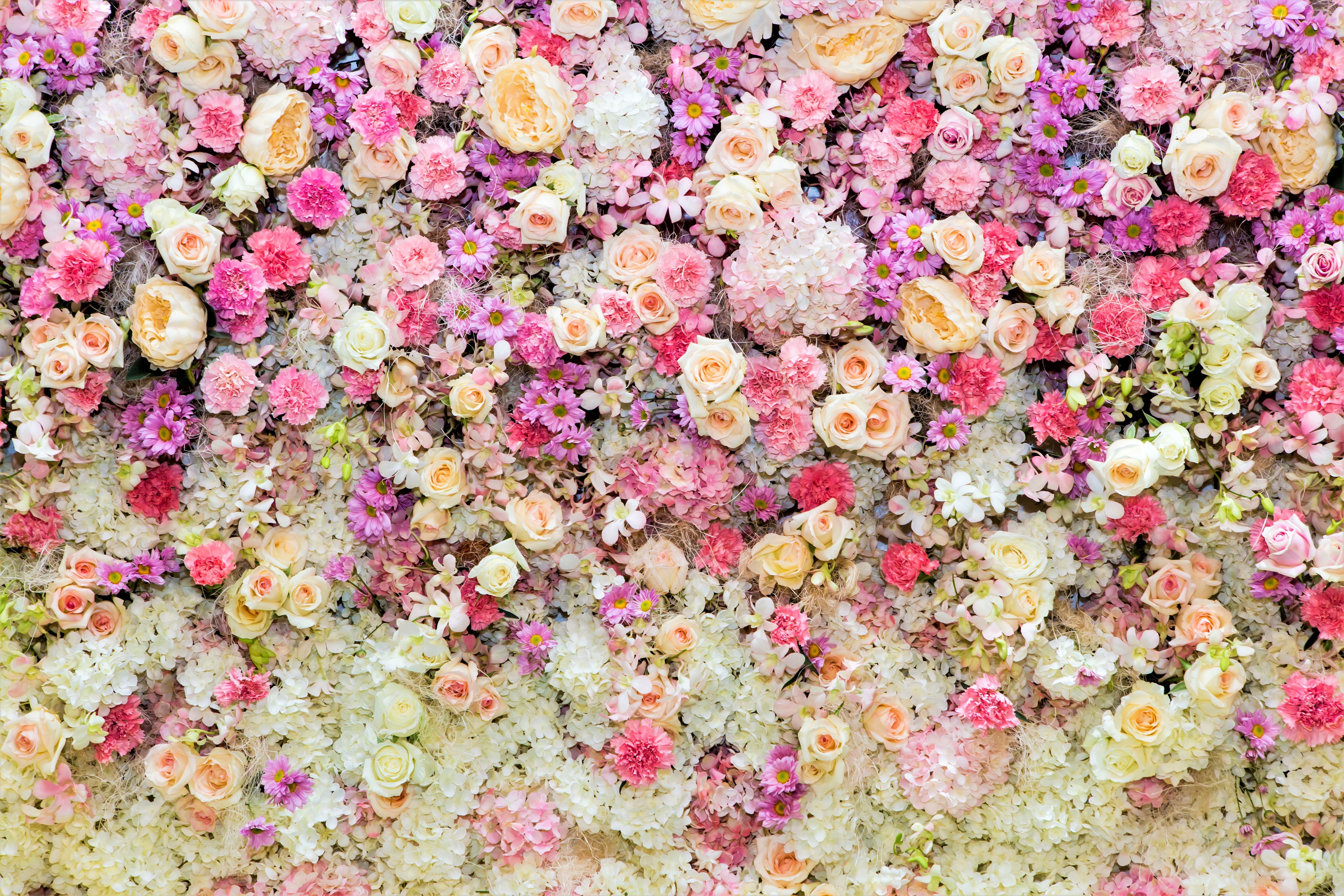 437814 免費下載壁紙 自然, 花, 丰富多彩的, 雏菊, 粉彩, 牡丹, 粉红色的花, 紫花, 玫瑰, 白色的花, 花卉 屏保和圖片