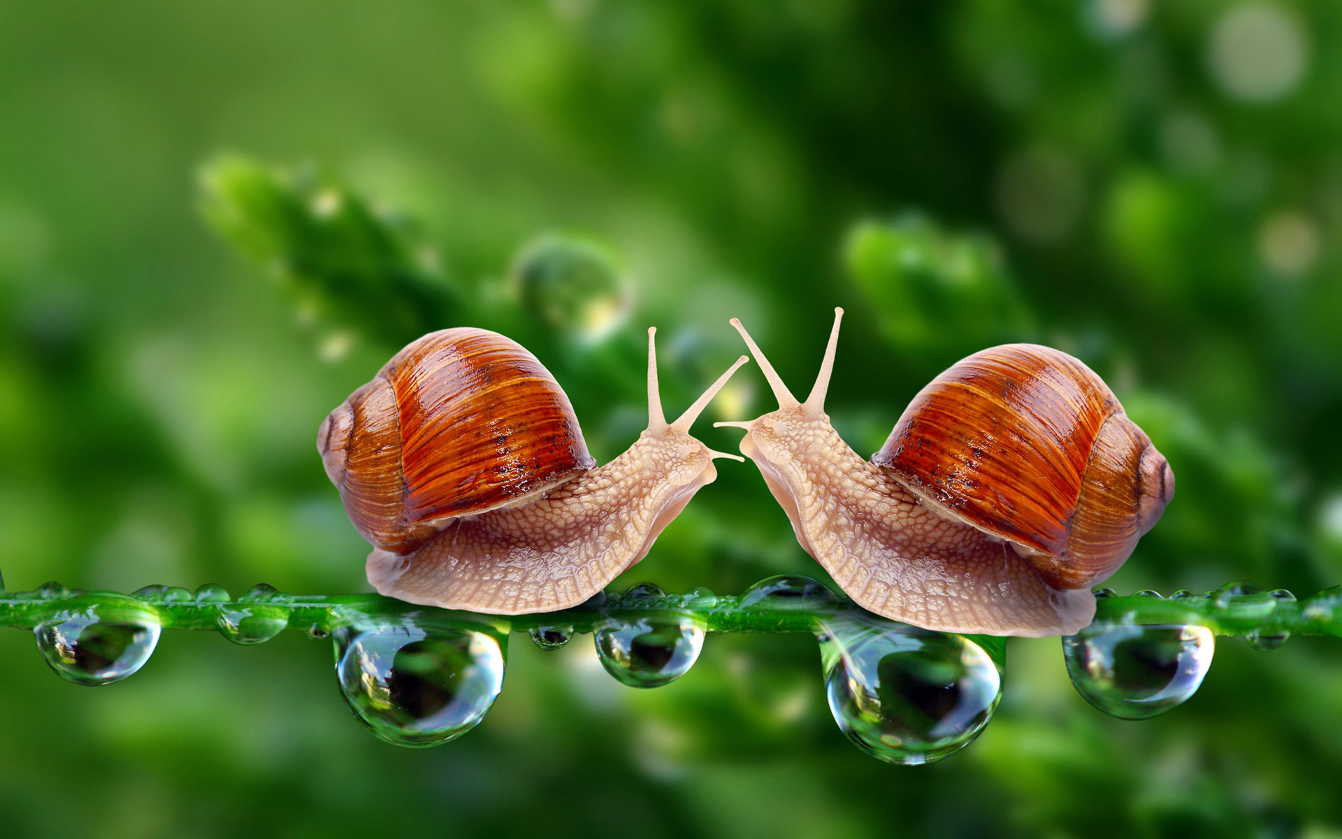 snail, animal wallpaper for mobile