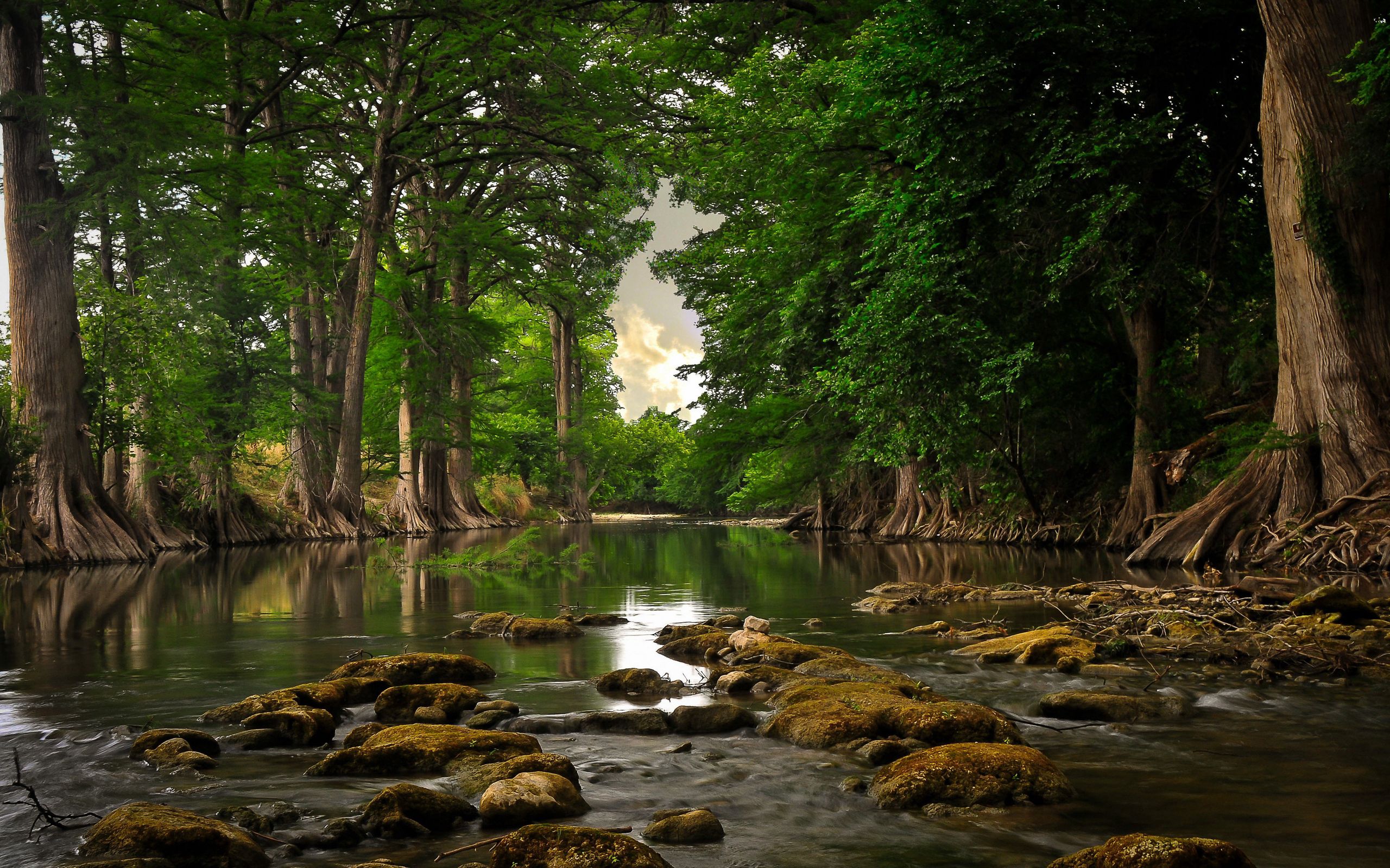 trees, nature, rivers, summer, stones, moss wallpapers for tablet