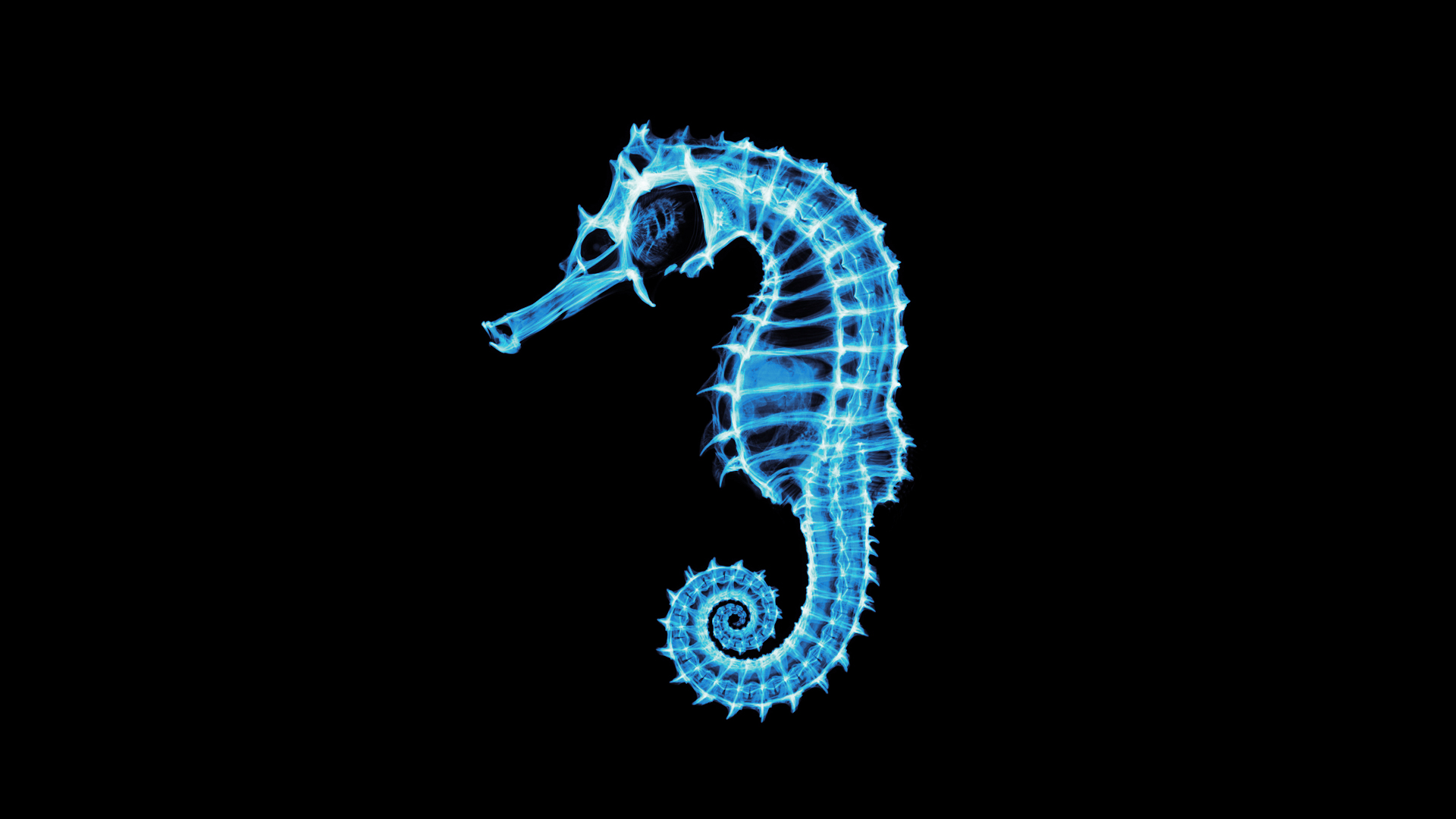 seahorse, animal Phone Background