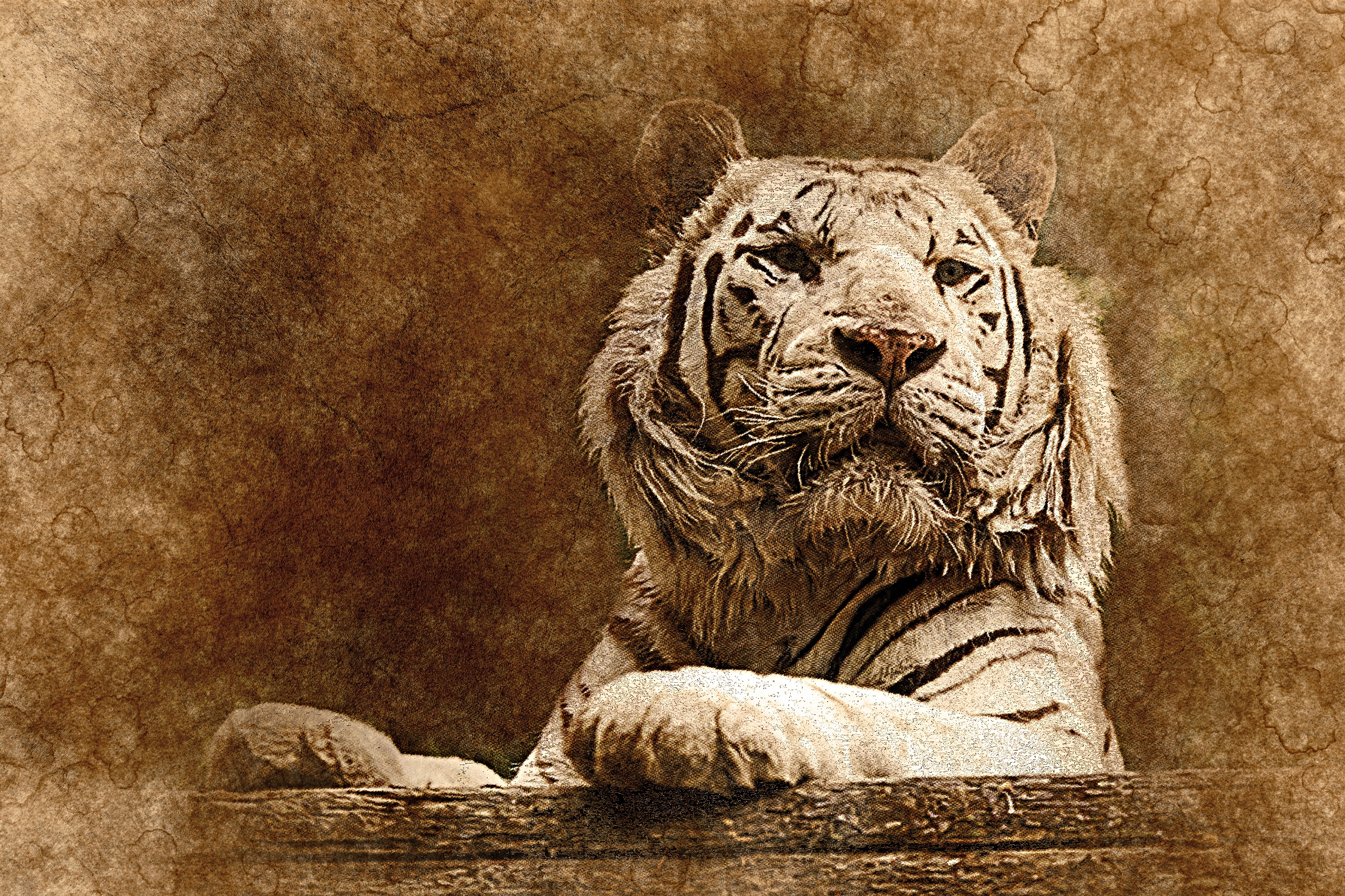 139781 télécharger l'image animaux, art, museau, muselière, prédateur, tigre - fonds d'écran et économiseurs d'écran gratuits