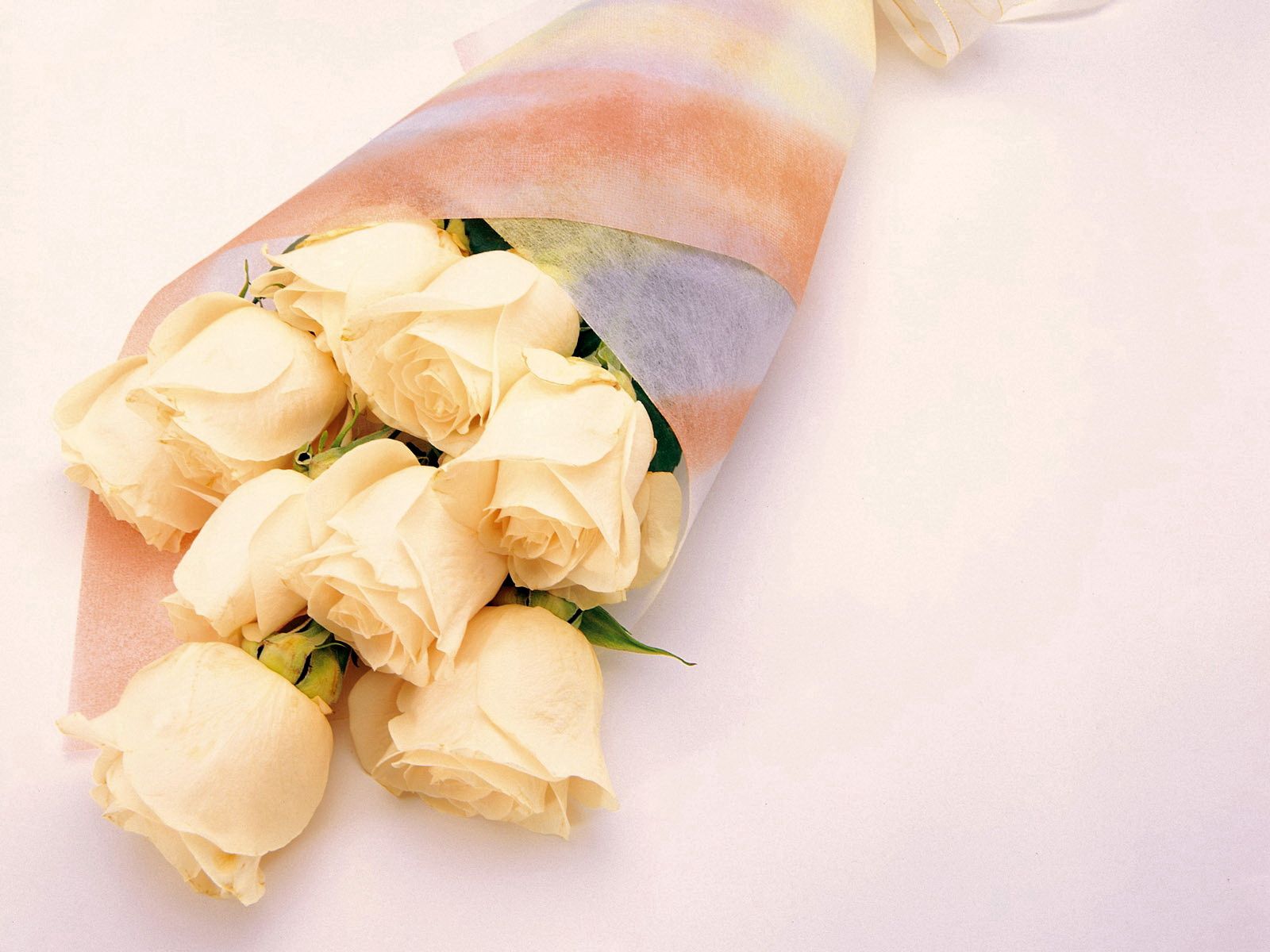 roses, flowers, bouquet, packaging, delicate, gentle