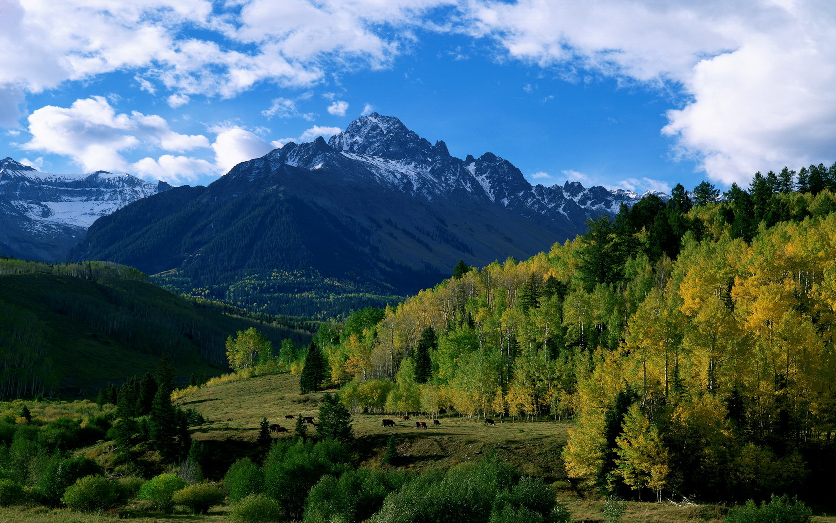 Лес в горах фото