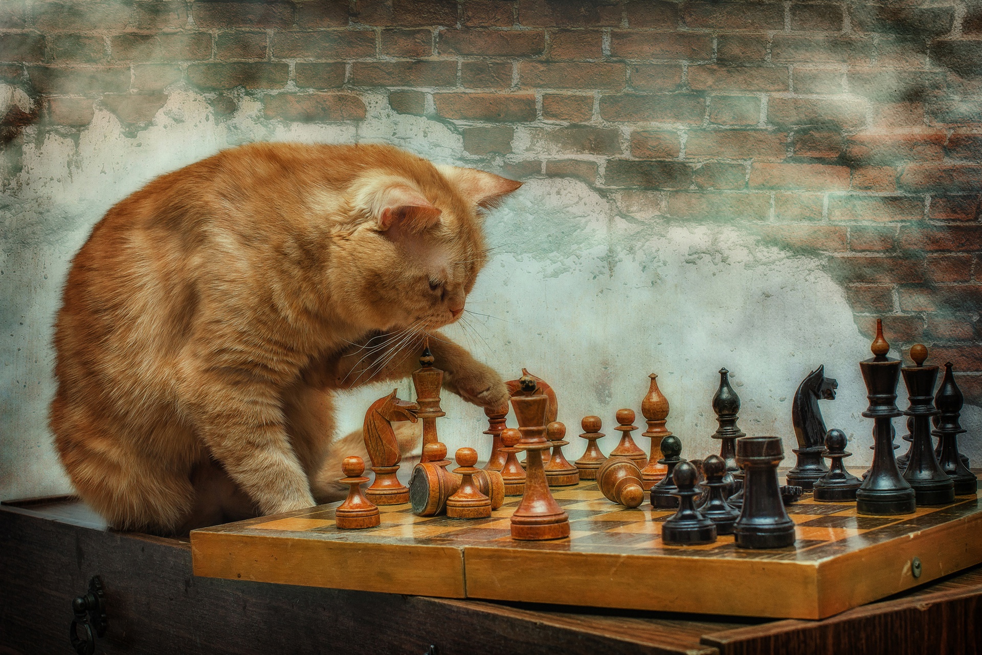 Кот играет в шахматы
