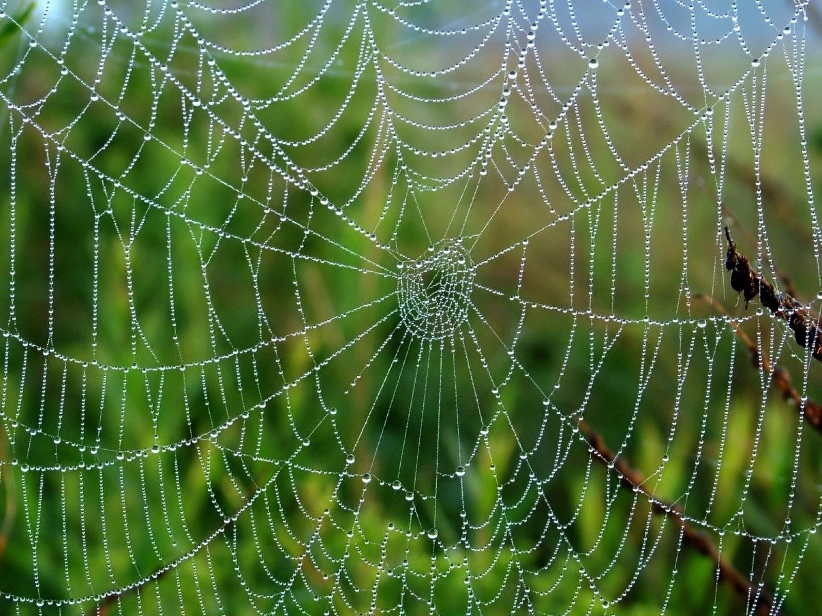 humid, web, grass, drops, macro, wet