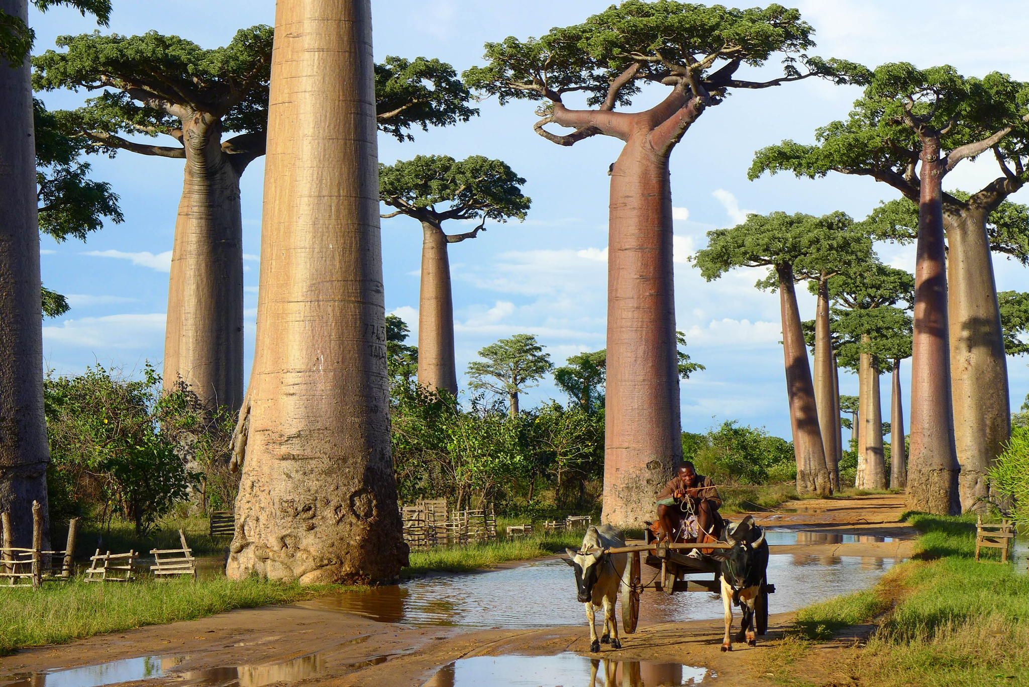 Баобаб википедия. Мадагаскар дерево баобаб Мадагаскар. Баобаб (Адансония пальчатая. Мадагаскарский баобаб дерево. Исполинский баобаб.