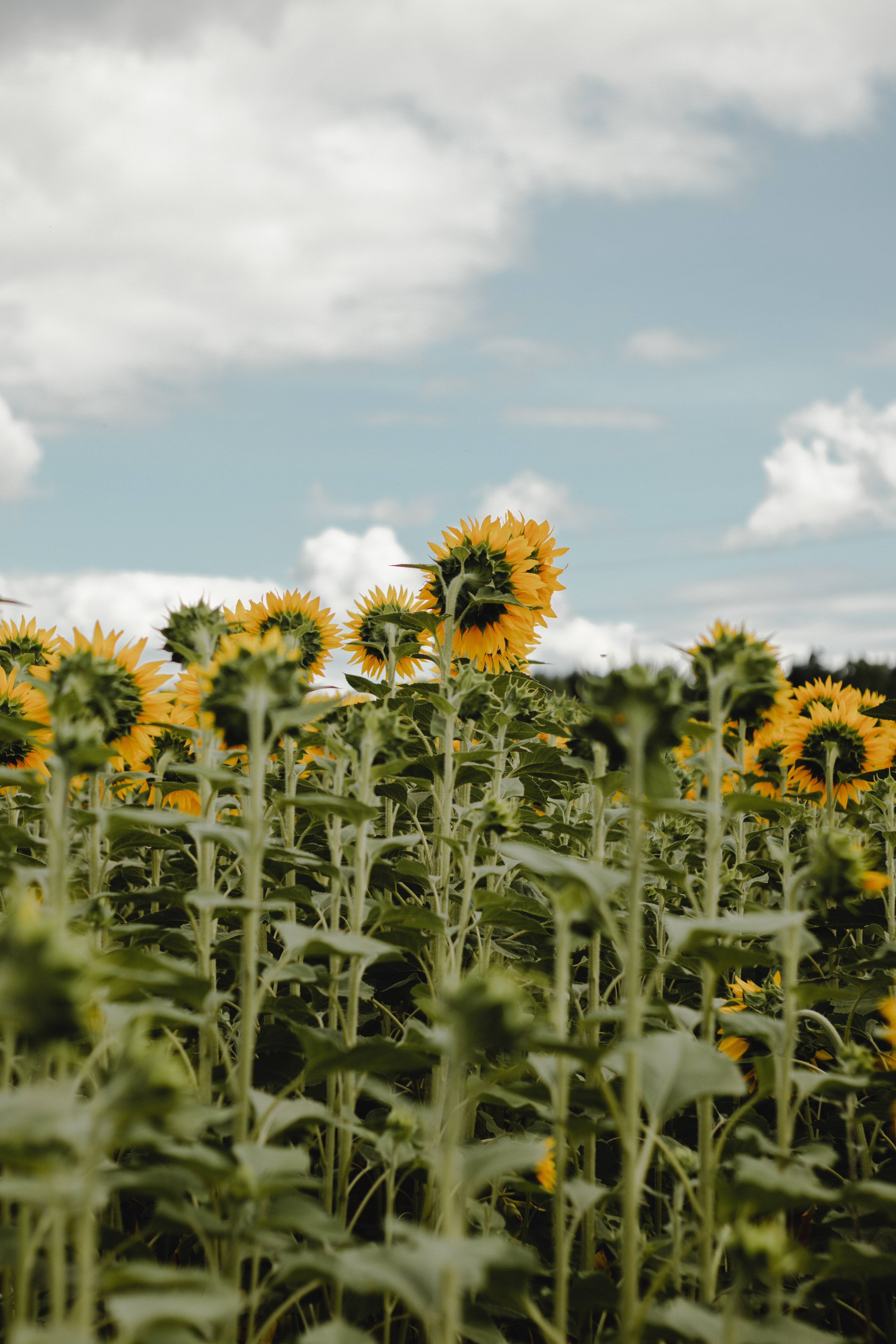 Download mobile wallpaper Field, Flowers, Sky, Sunflowers for free.