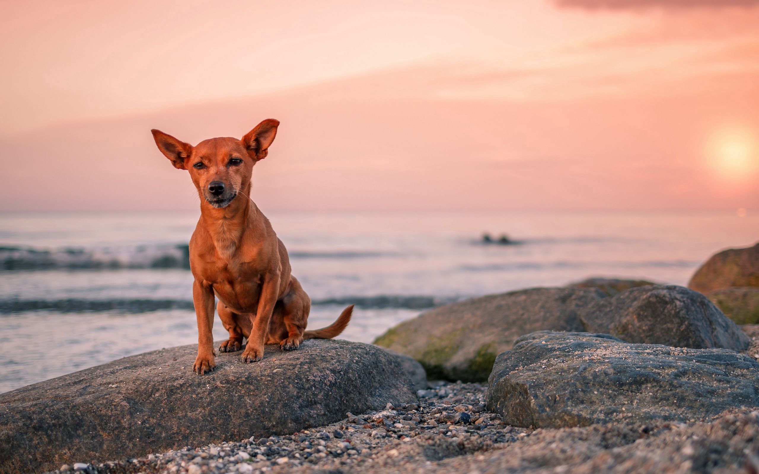 Download mobile wallpaper Rock, Dog, Animals, Stone, Puppy, Sea for free.