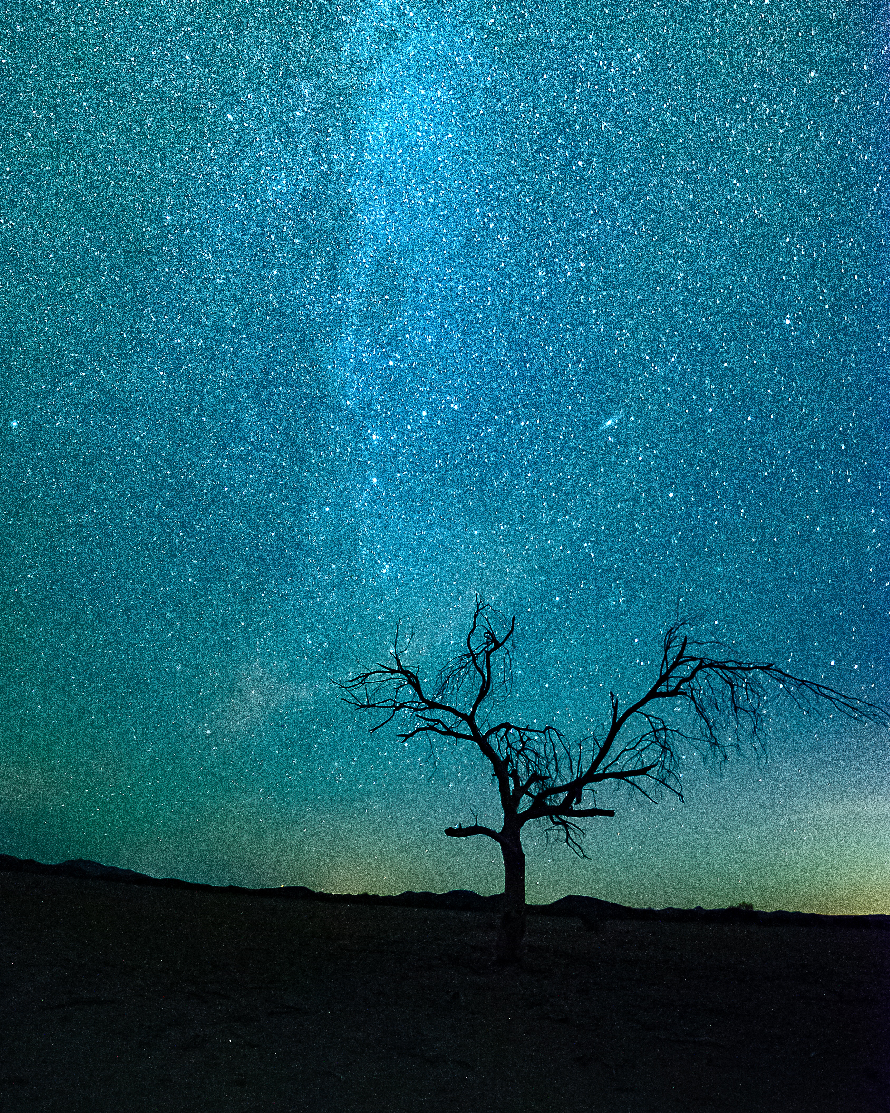 Скачать картинку Дерево, Силуэт, Блеск, Звездное Небо, Природа в телефон бесплатно.