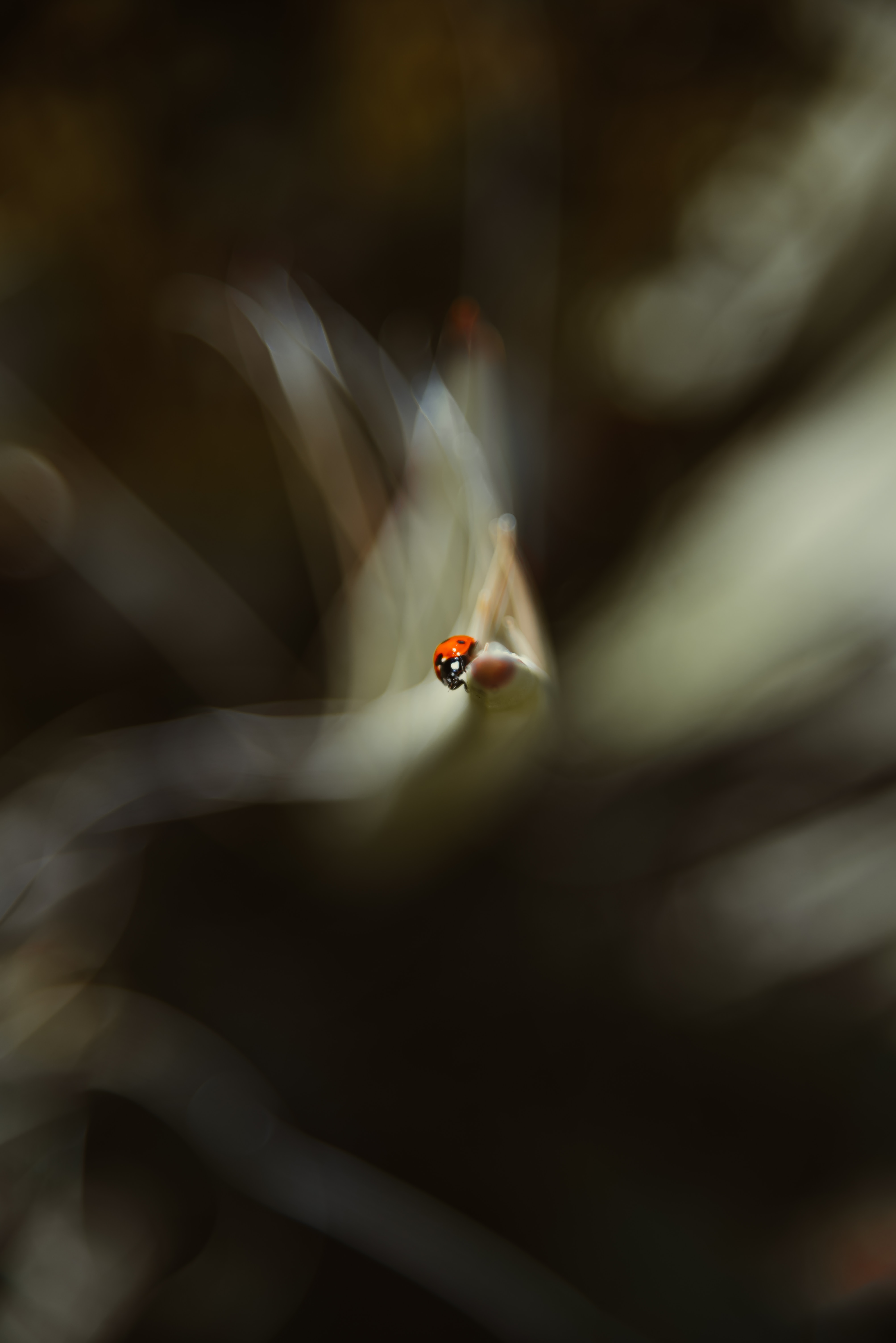 ladybird, macro, blur, smooth, ladybug, leaflet HD wallpaper