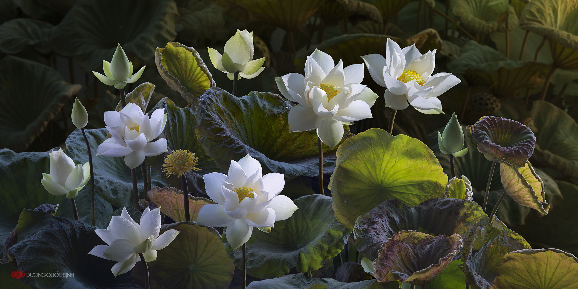 Download mobile wallpaper Nature, Flowers, Lotus, Flower, Leaf, Earth, White Flower for free.