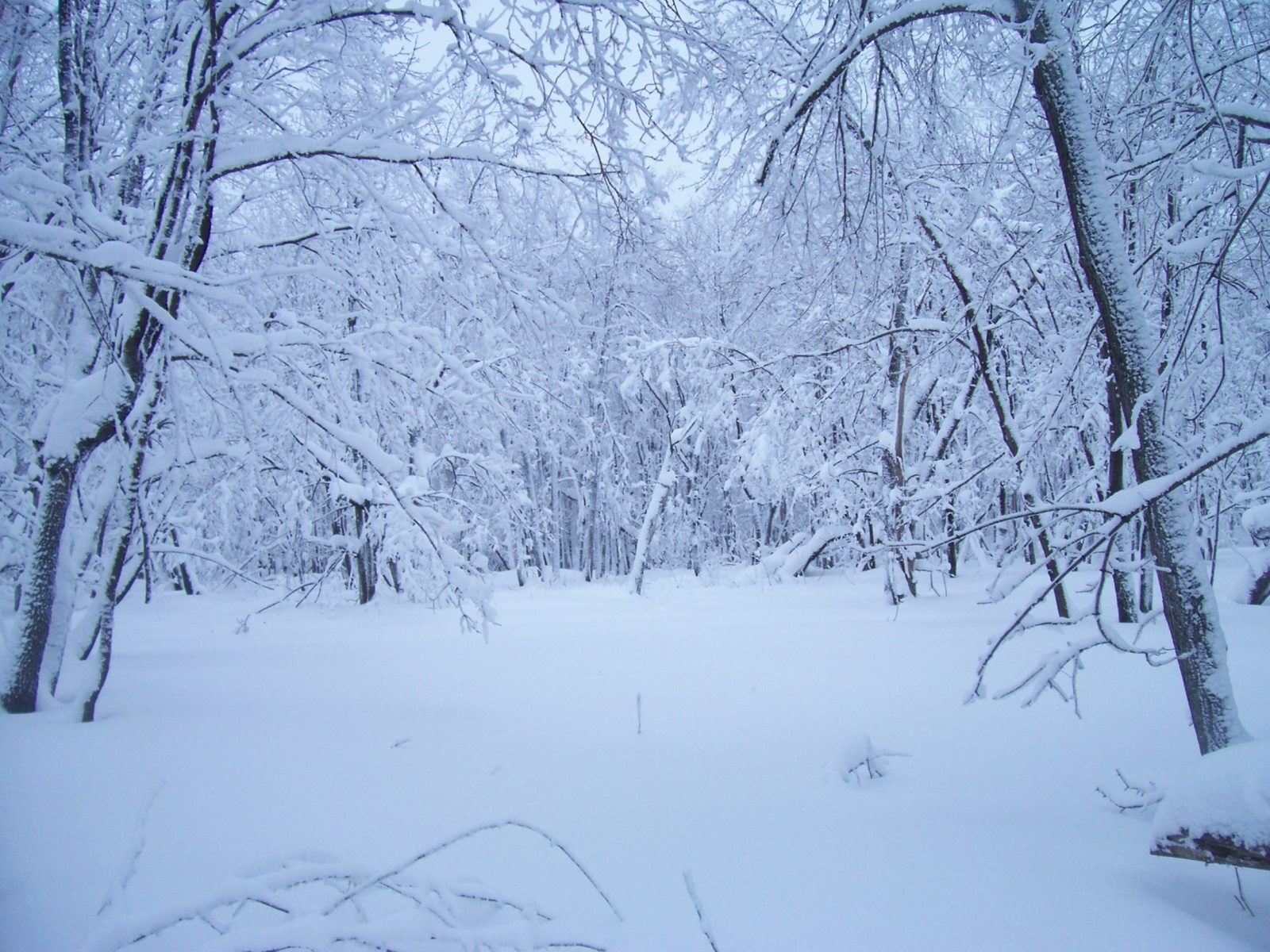 Download mobile wallpaper Snow, Landscape, Winter for free.