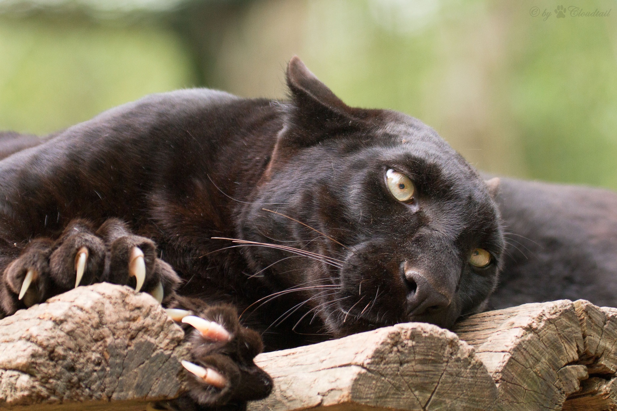 пума кошка фото черная