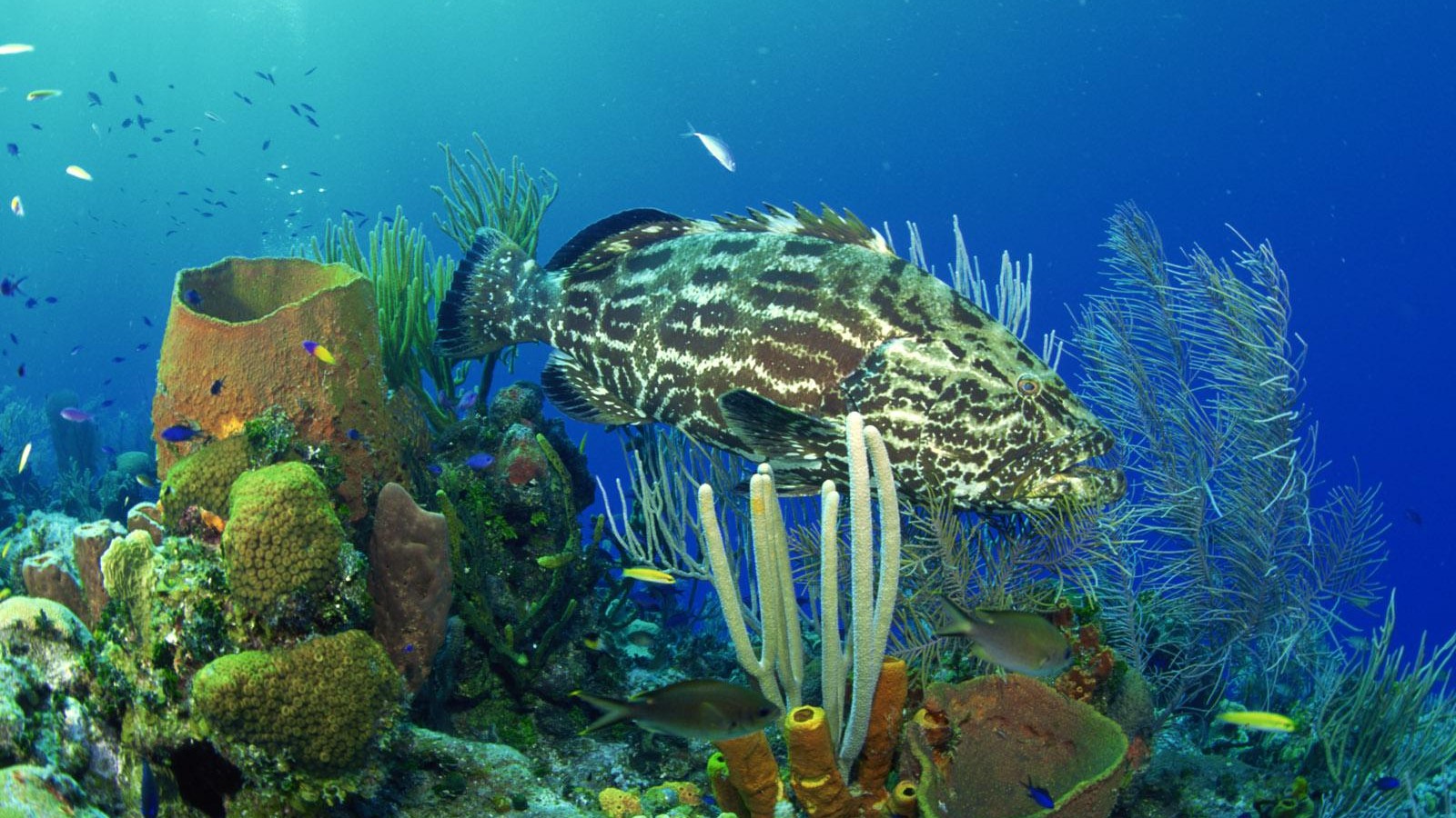 underwater, animal, fish, coral, grouper Aesthetic wallpaper