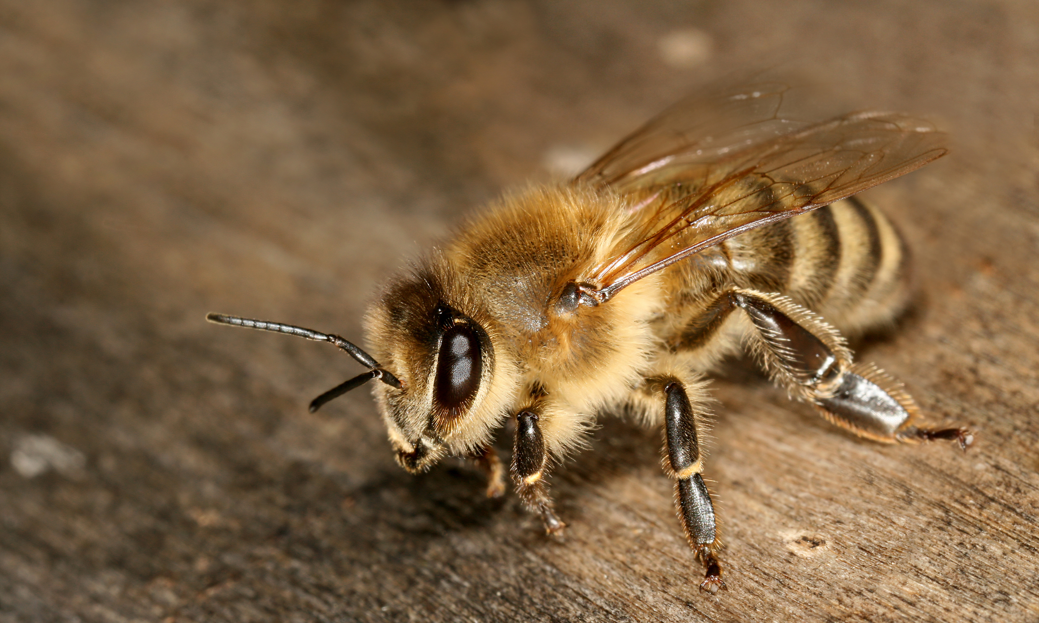 383169 descargar fondo de pantalla macrofotografía, animales, abeja, de cerca, insecto, insectos: protectores de pantalla e imágenes gratis