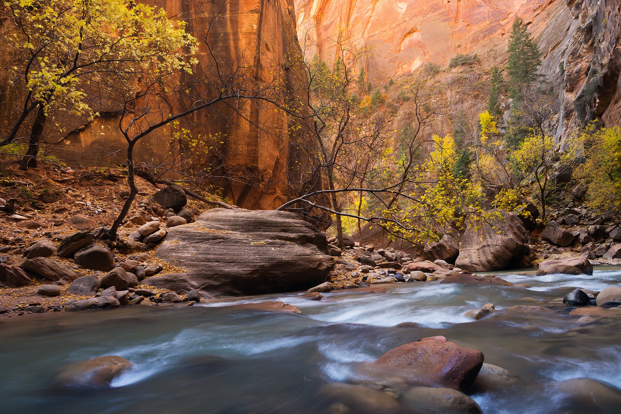 earth, zion national park, fall, river, stone, tree, national park