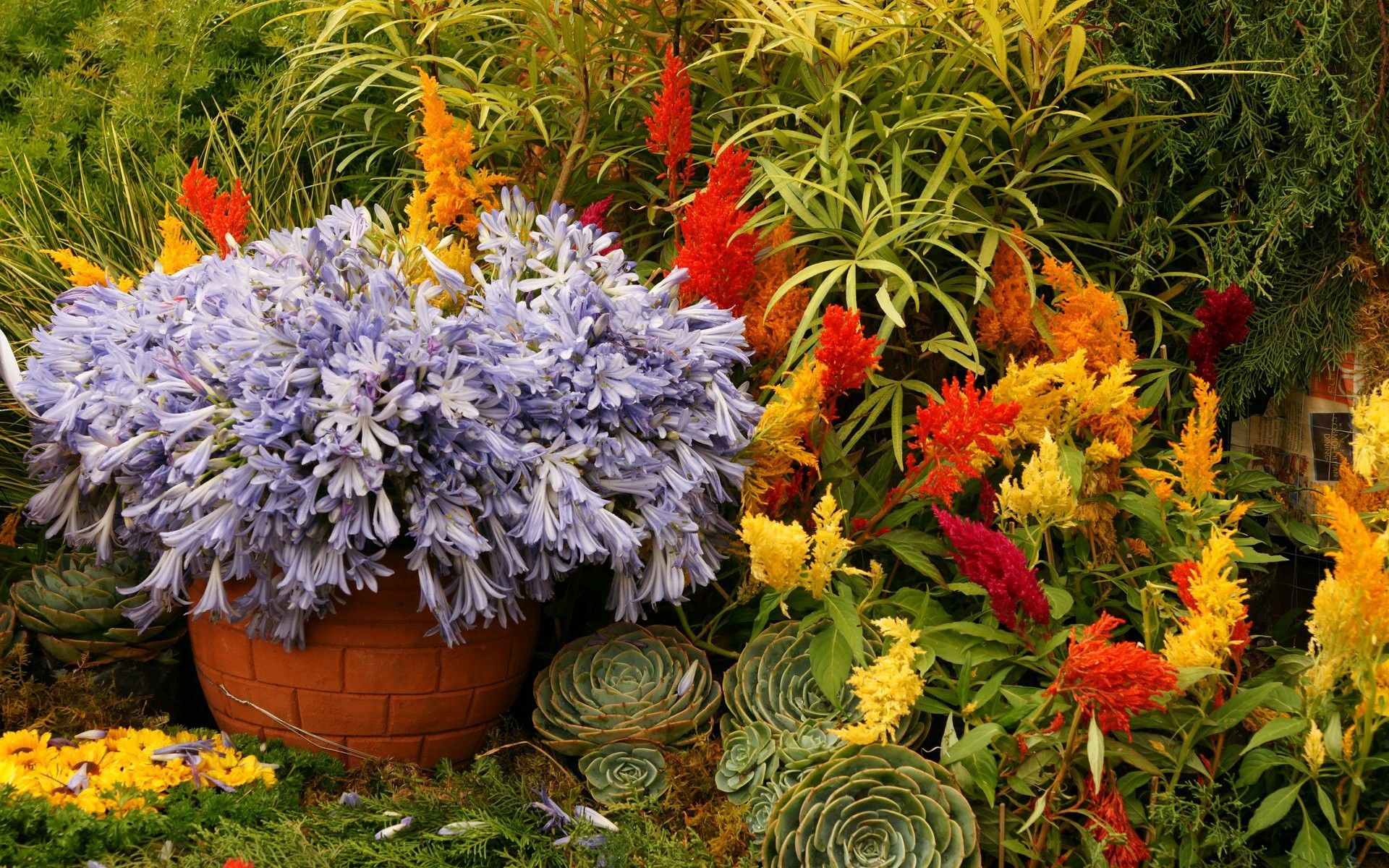 flowers, greens, flower bed, flowerbed, garden, diverse, pots, plant pot, various