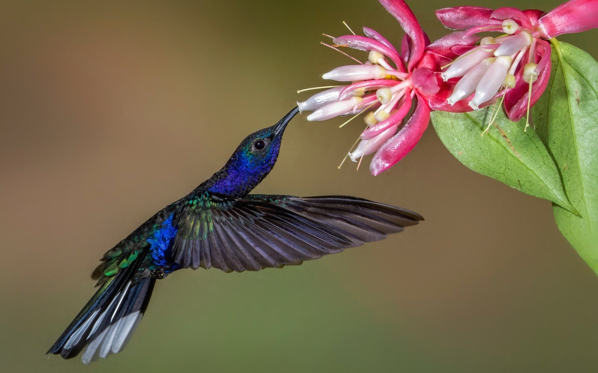 Как выглядит колибри птичка фото и описание