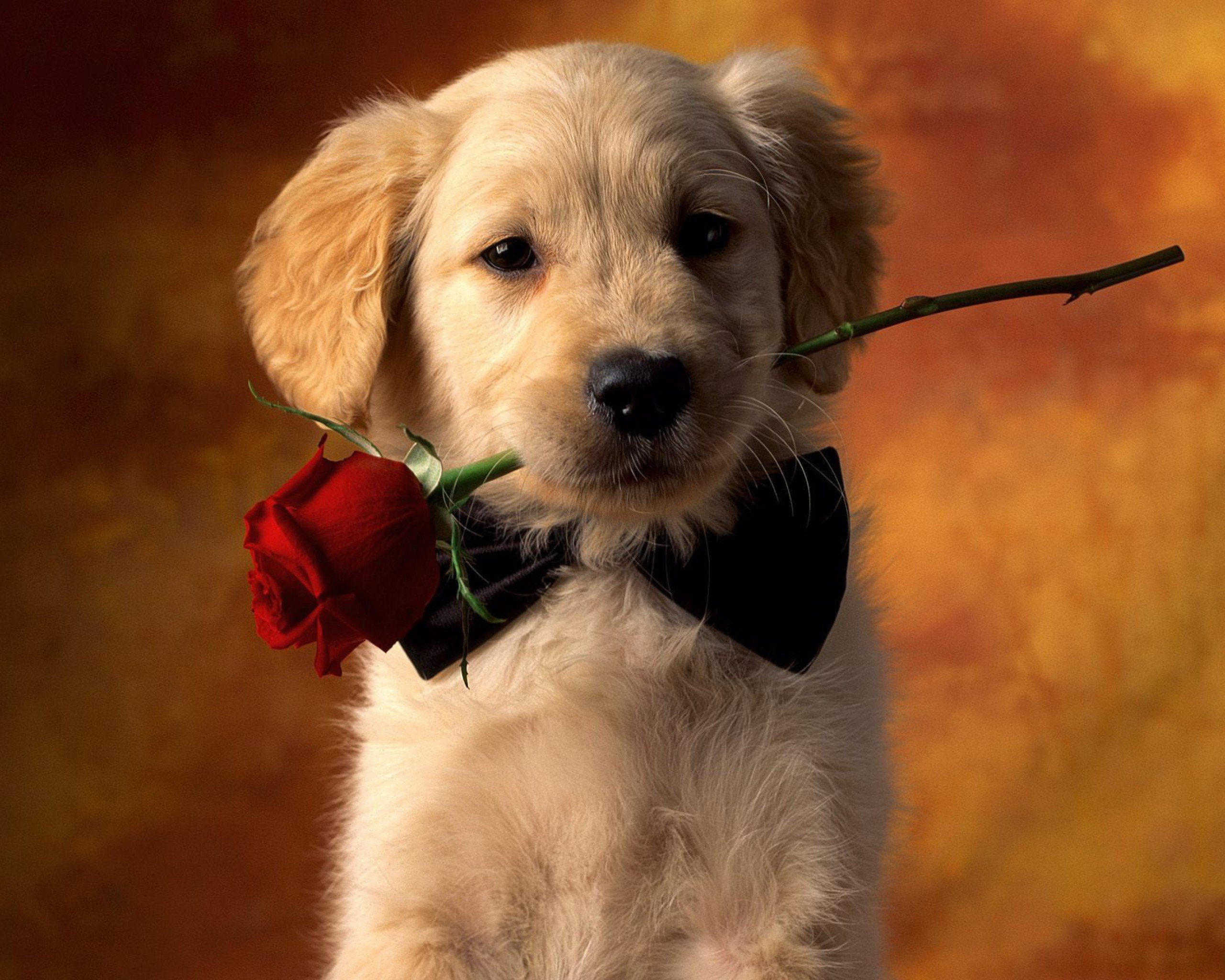 cute, dogs, animal, puppy, golden retriever, red rose 4K
