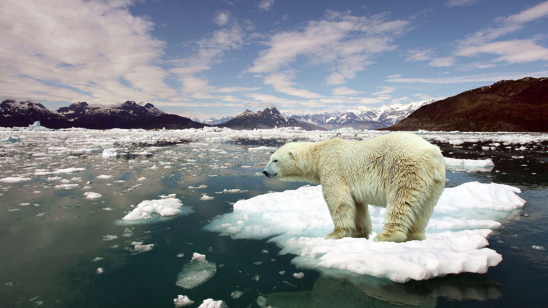 135240 скачать обои белый медведь, лед, животные, снег, ситуация - заставки и картинки бесплатно