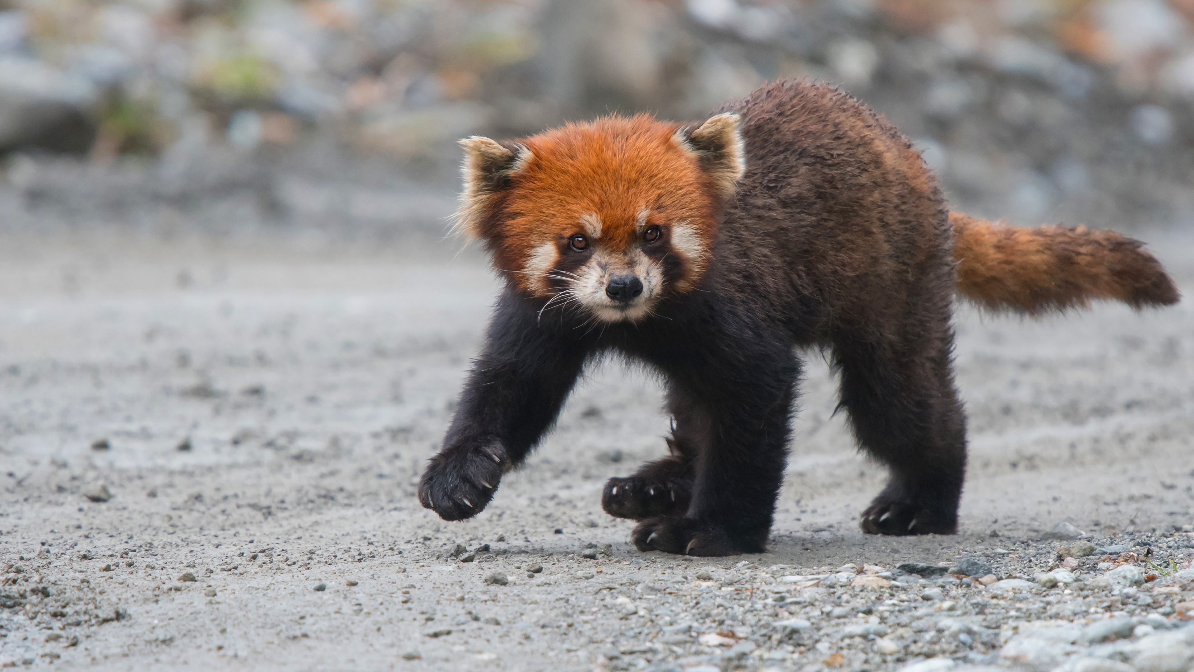 Красная панда фото на задних лапах фото и видео