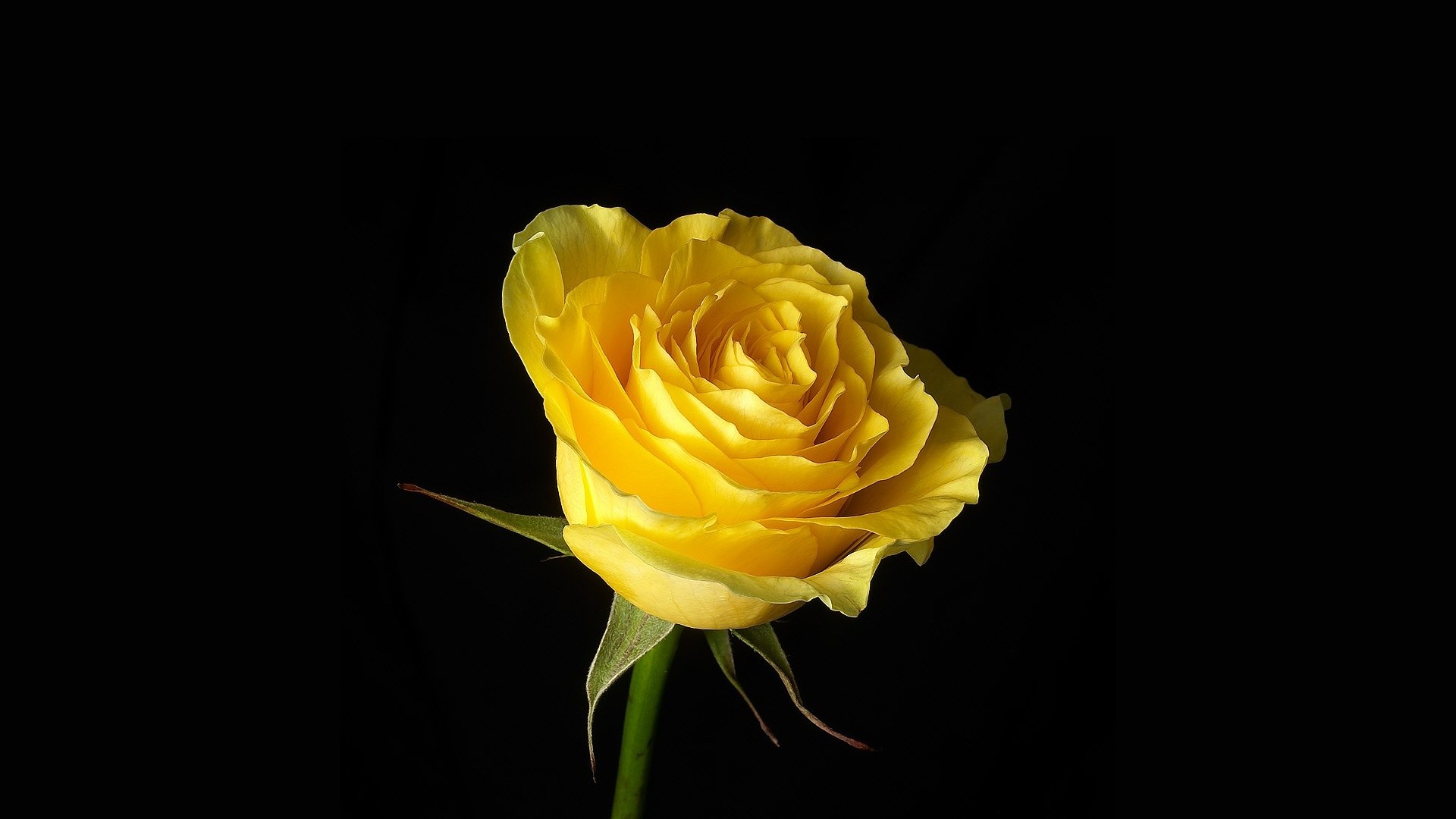 yellow flower, rose, flower, flowers, earth, yellow rose UHD
