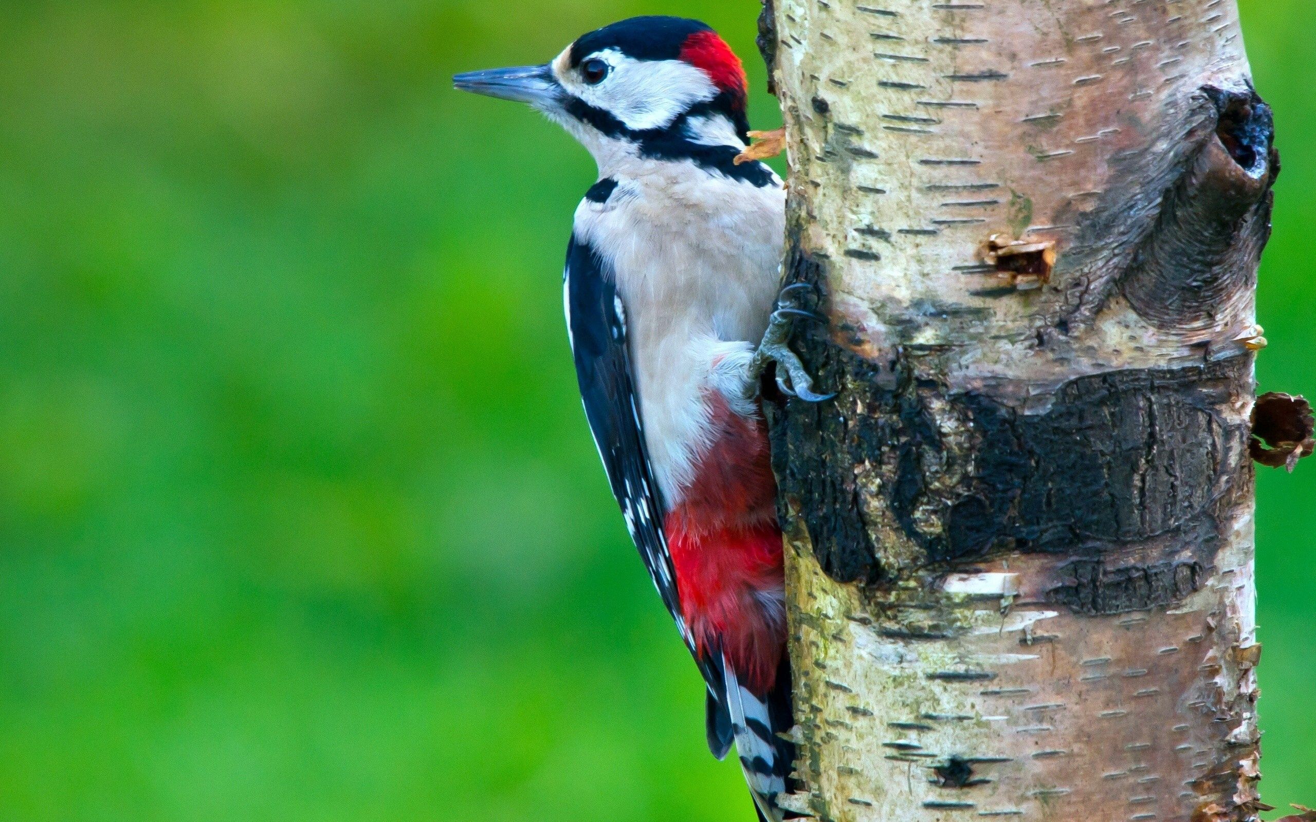 Download mobile wallpaper Woodpecker, Wood, Tree, Animals, Bird for free.