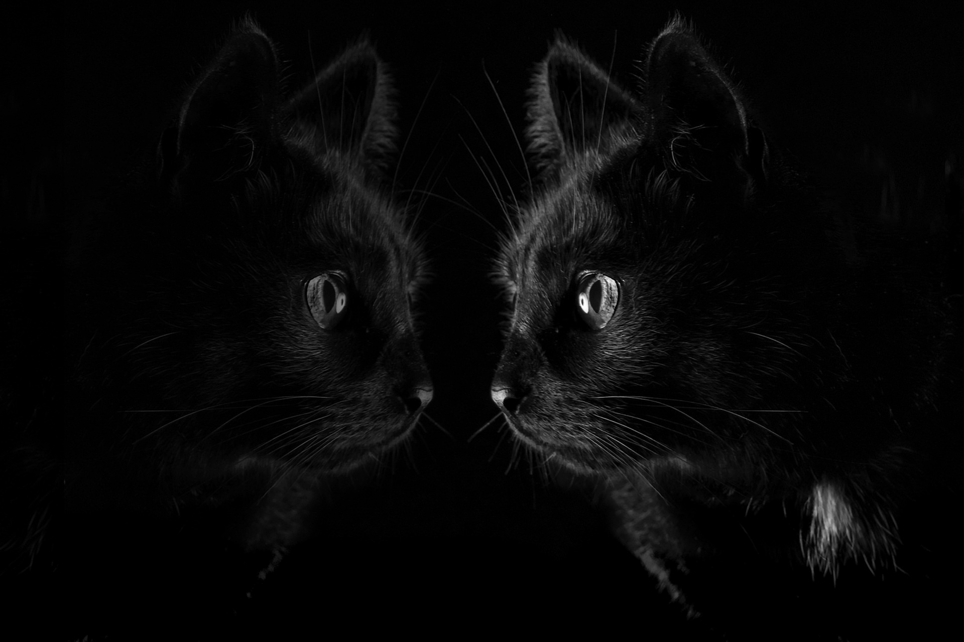 Красивый темный экран. Черная кошка. Черное на черном фоне. Черная кошка обои. Черная кошка на черном фоне.