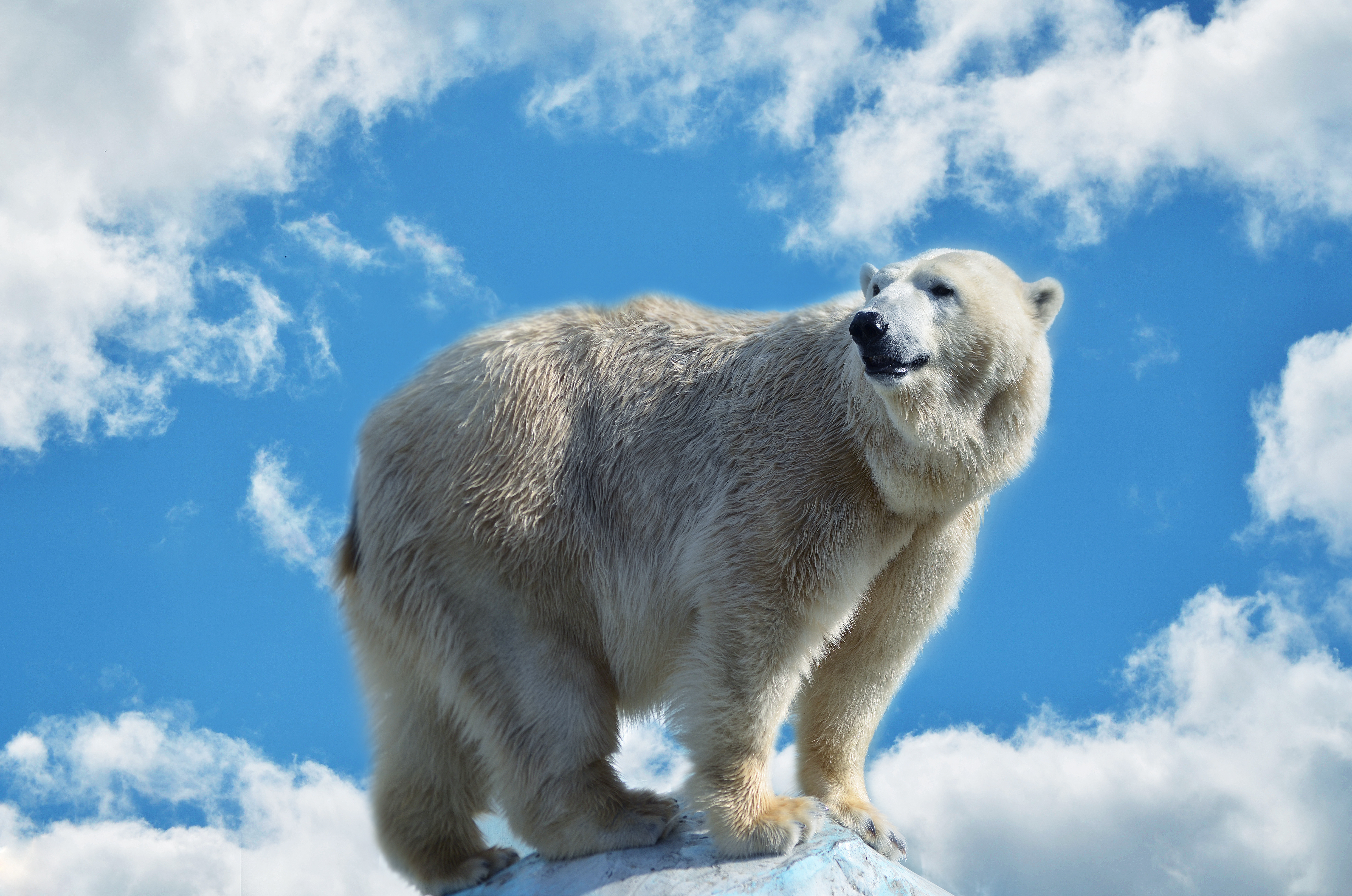 Медведь на фоне голубого неба