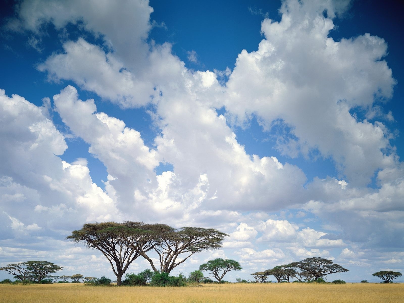 savanna, landscape, trees, sky