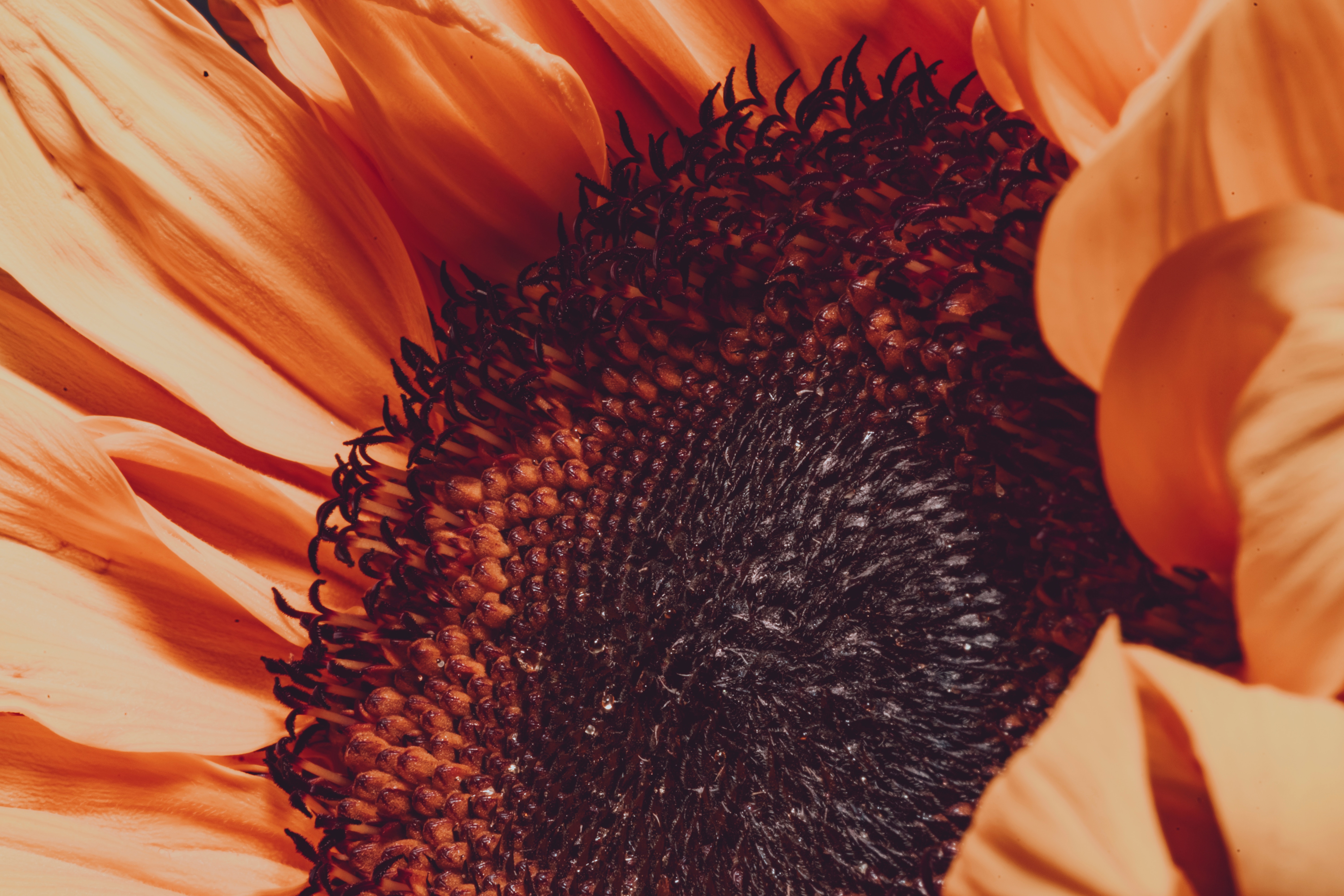 Laden Sie das Glatt, Blütenblätter, Unschärfe, Sonnenblume, Blume, Makro-Bild kostenlos auf Ihren PC-Desktop herunter