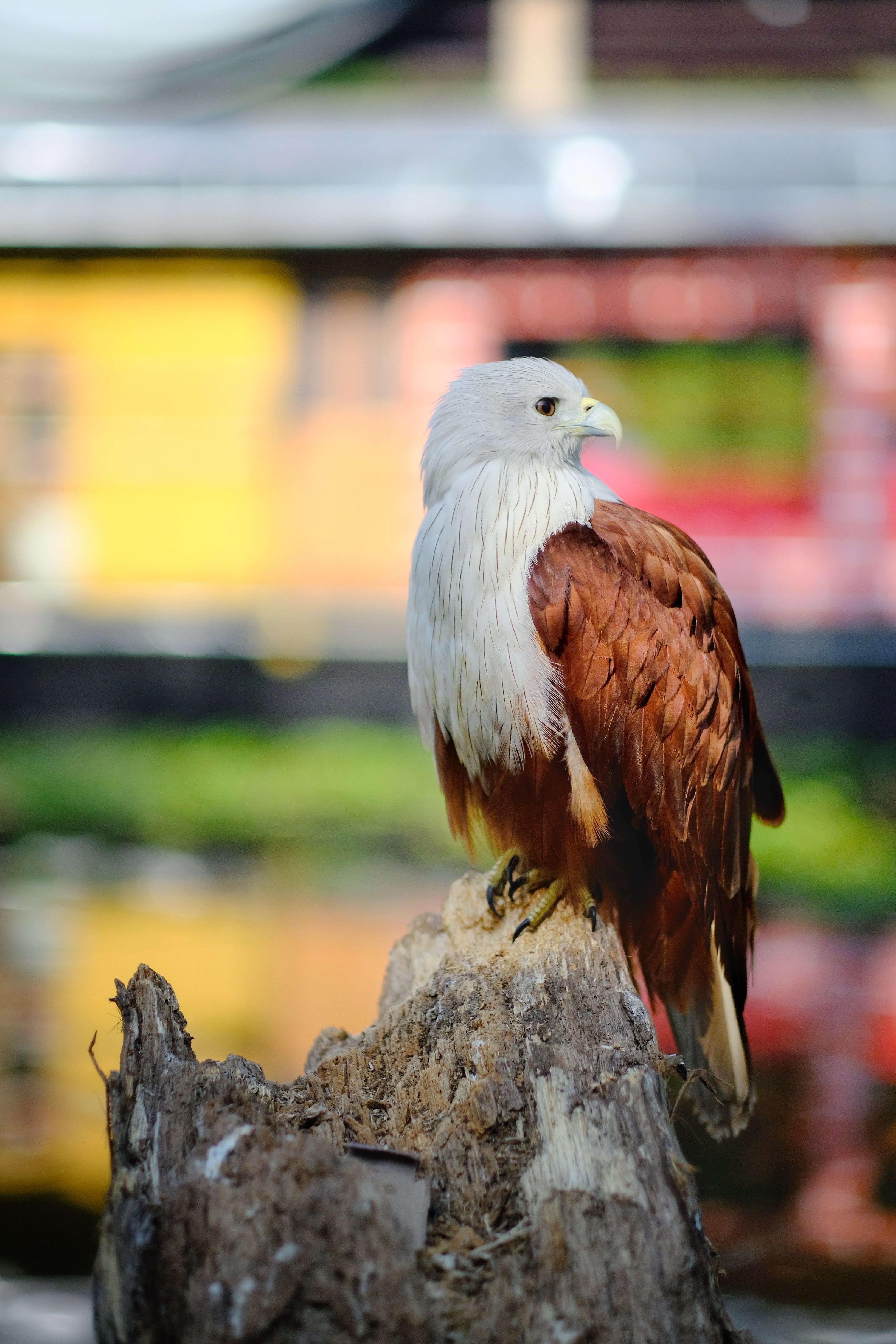 Free download wallpaper Animals, Brown, Bird, Wildlife, Eagle on your PC desktop