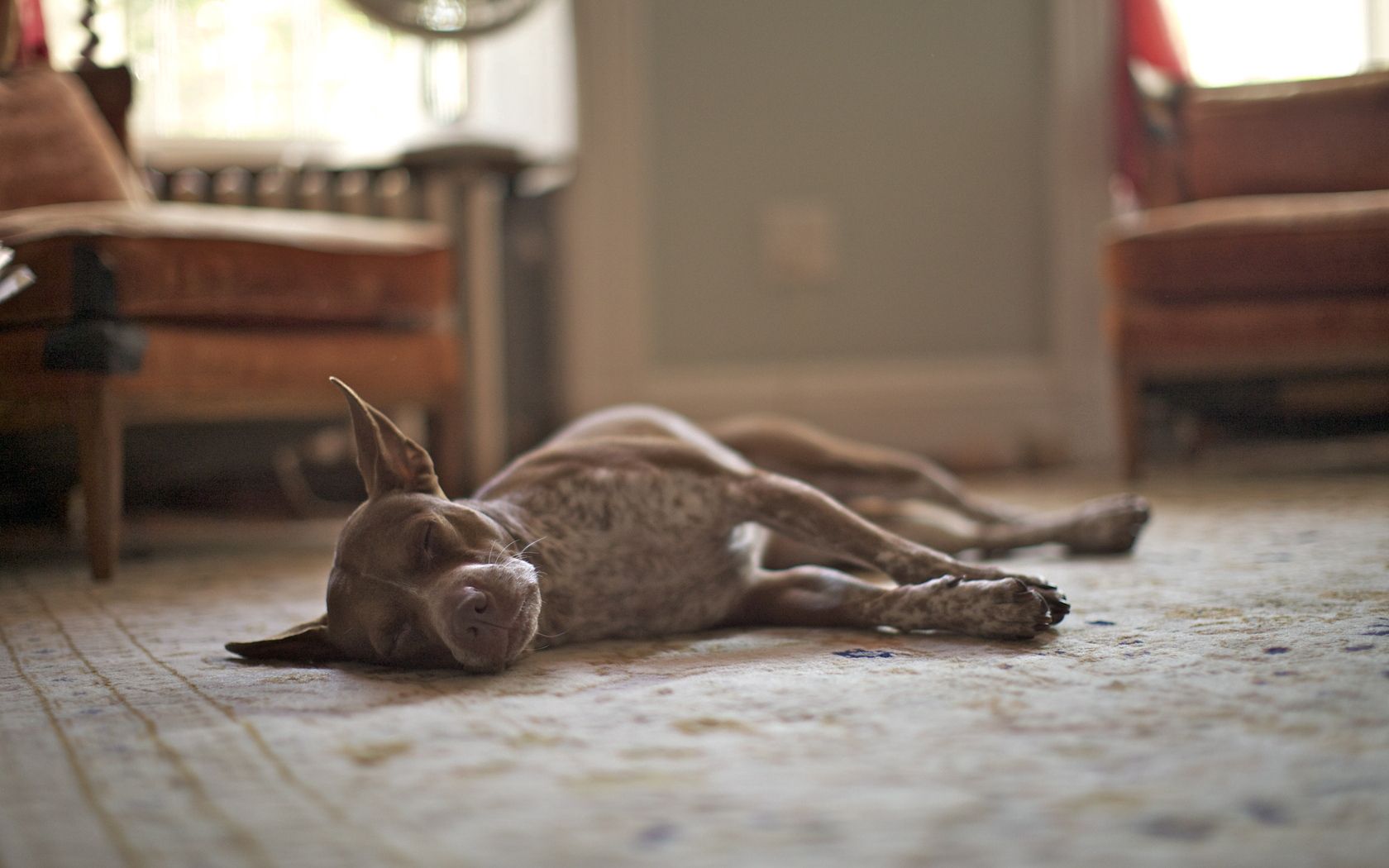animals, dog, room, asleep, sleeps Free Stock Photo