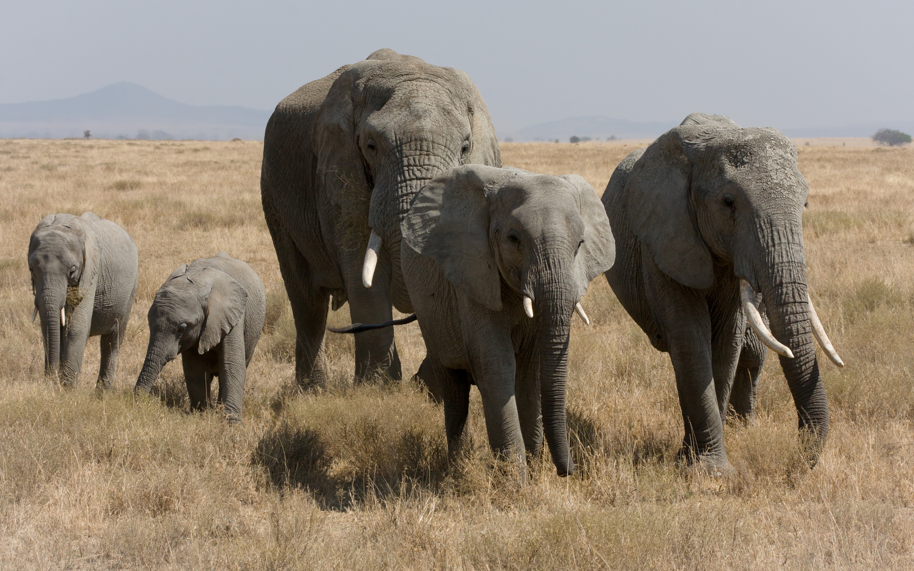 Download mobile wallpaper Animal, Elephant, African Bush Elephant for free.