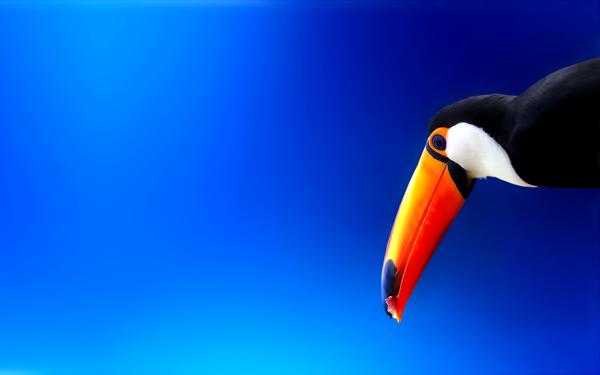 toucan, animal, toco toucan, bird, blue, colorful, birds for android