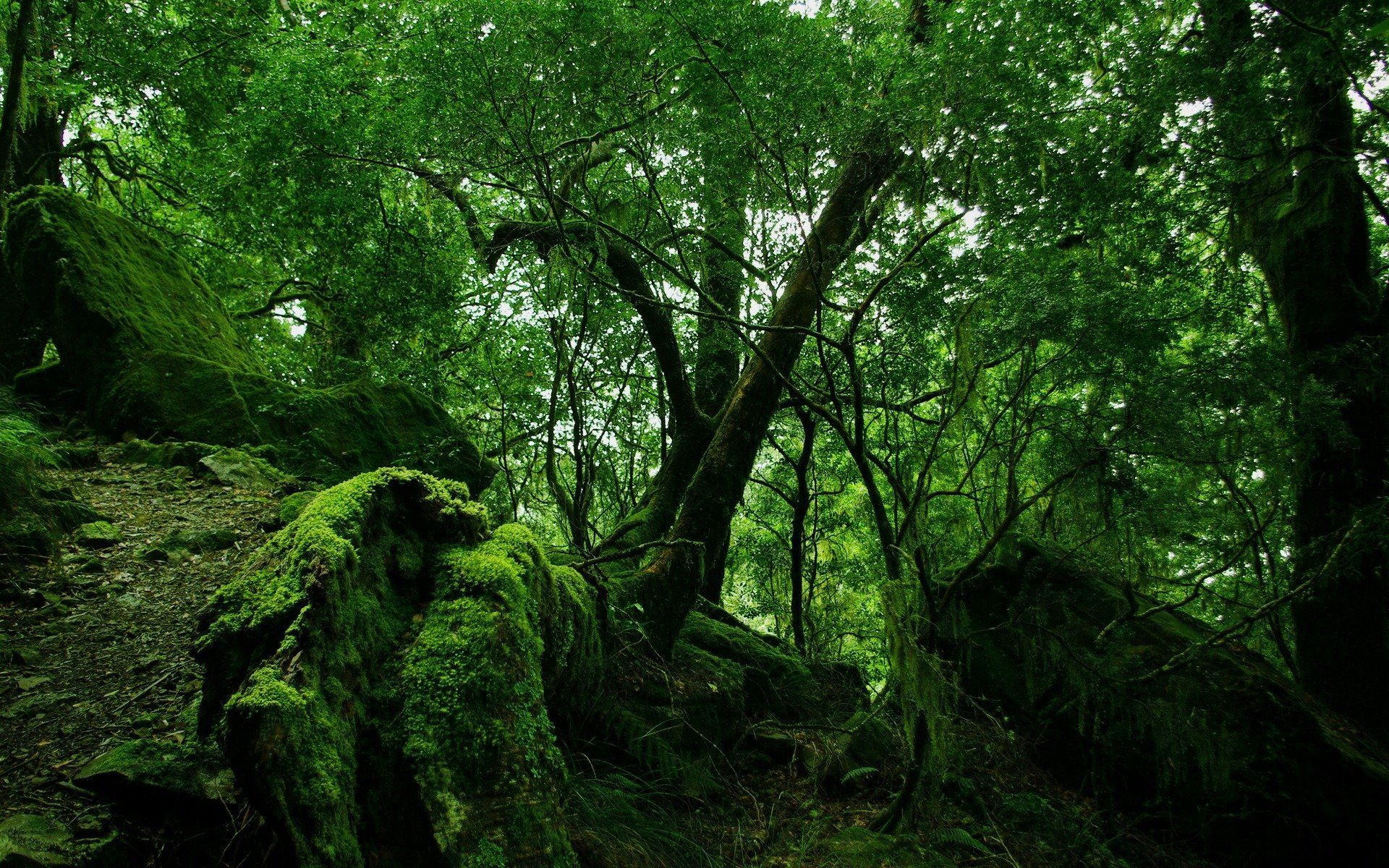 trees, bush, forest, stones, thicket, leaves, nature, green, vegetation, moss, thickets UHD