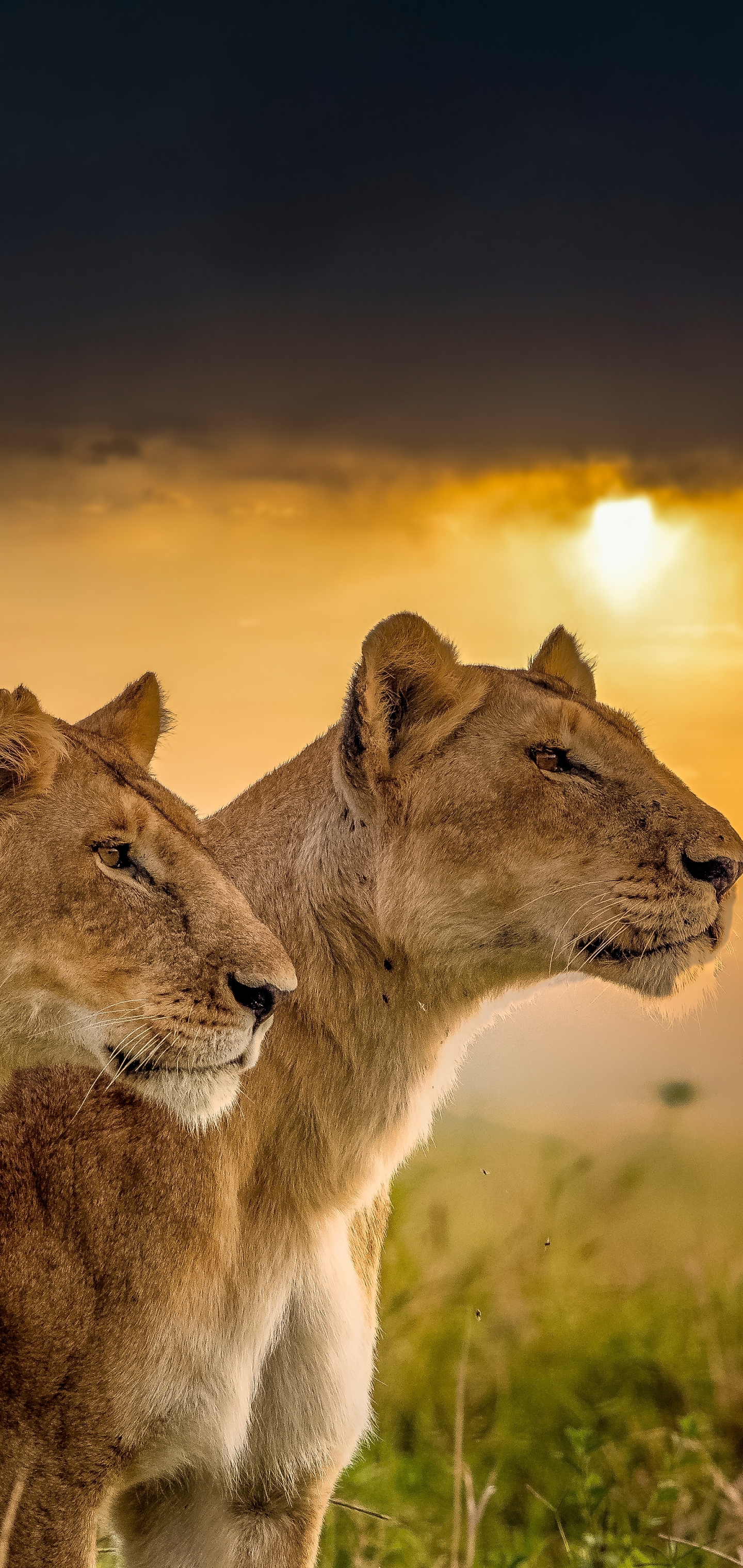 Lioness HD Wallpapers Backgrounds  Lion wallpaper Lioness and cubs Lions