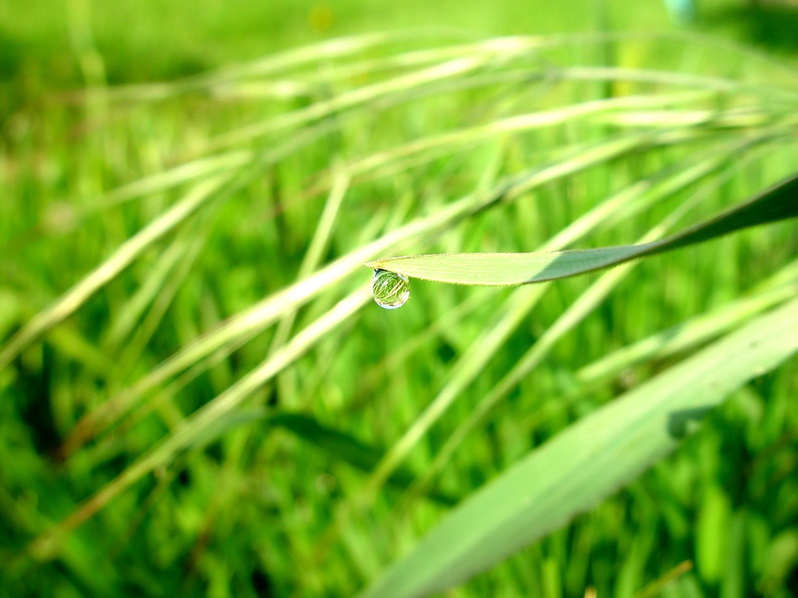 grass, sun, macro, shine, light, drop, dew