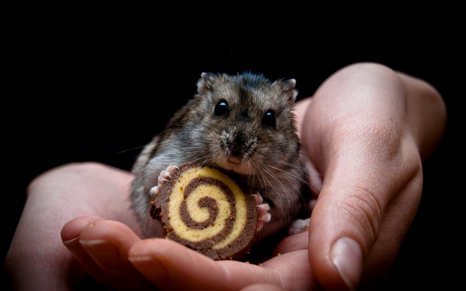 Full HD Wallpaper animals, palms, cookies, palm, hands, hamster