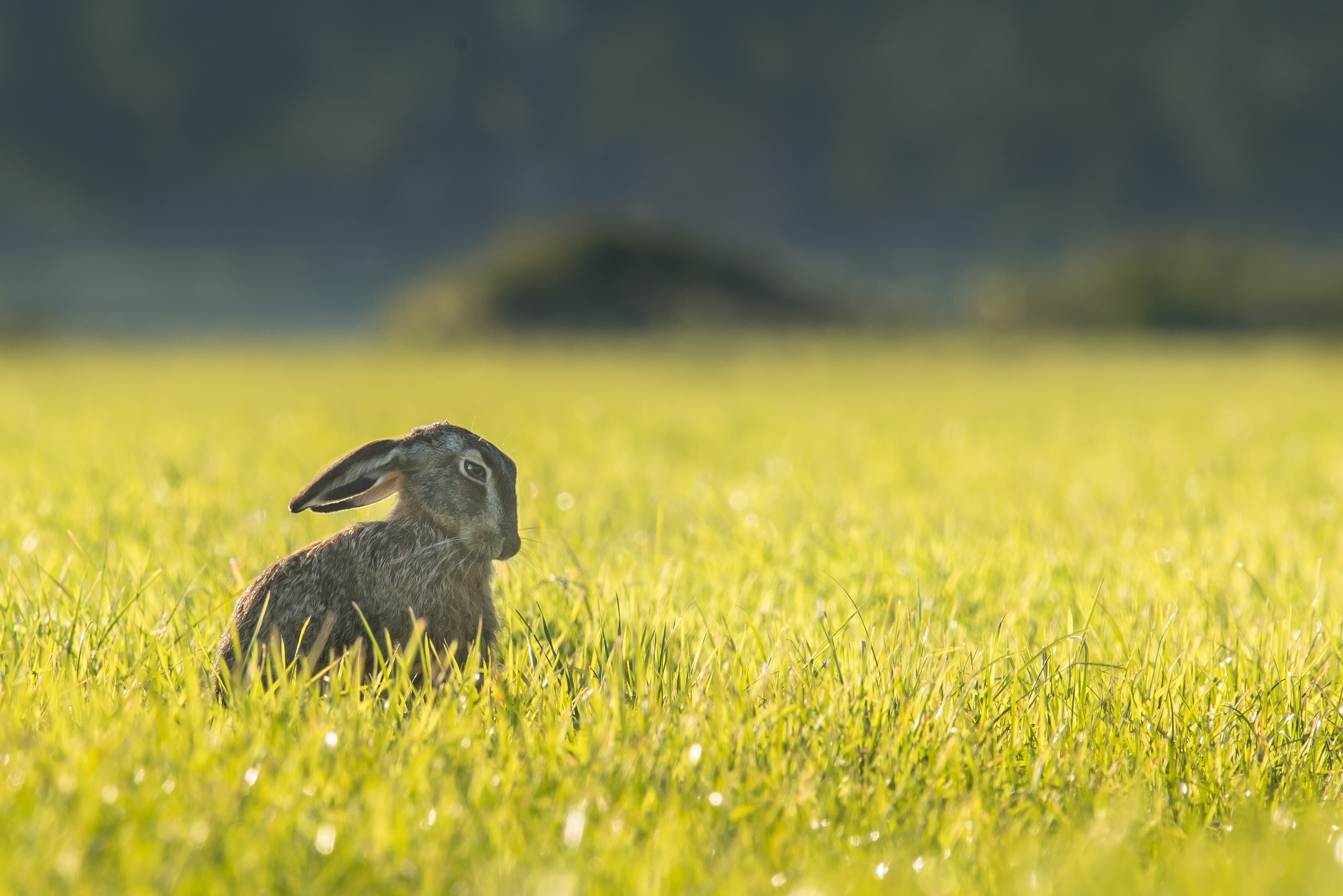 animals, grass, cool, is sitting, sits, hare