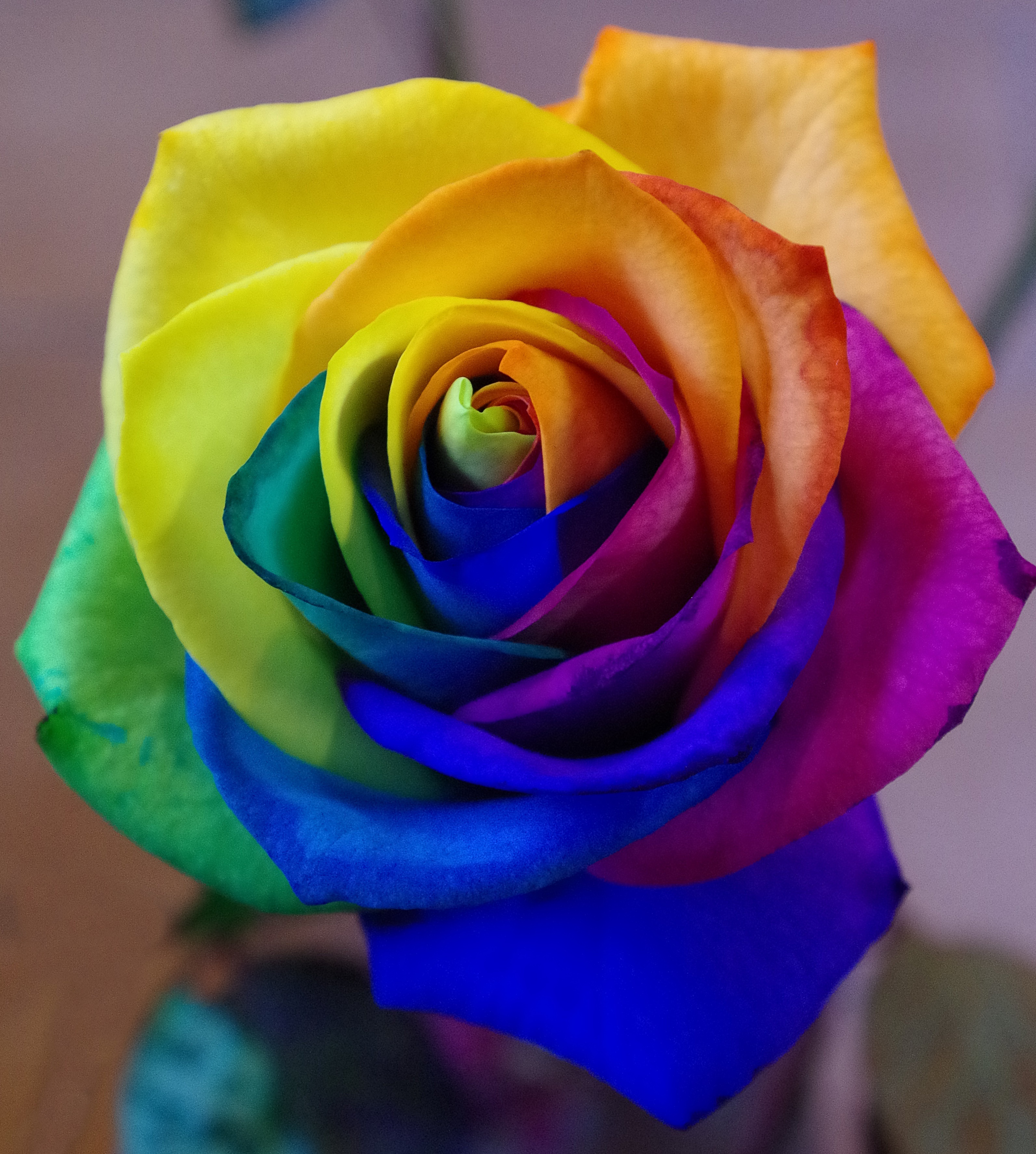 rose flower, bud, motley, flowers, rainbow, multicolored, rose, iridescent HD wallpaper