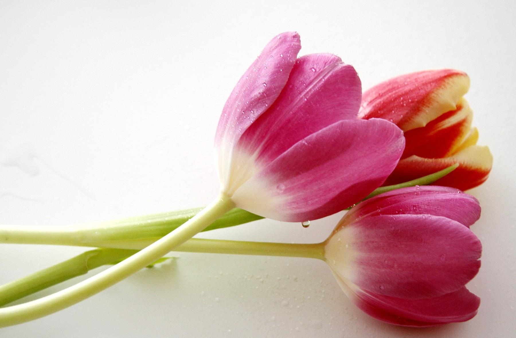 tulips, flowers, drops, to lie down, lie, three download HD wallpaper